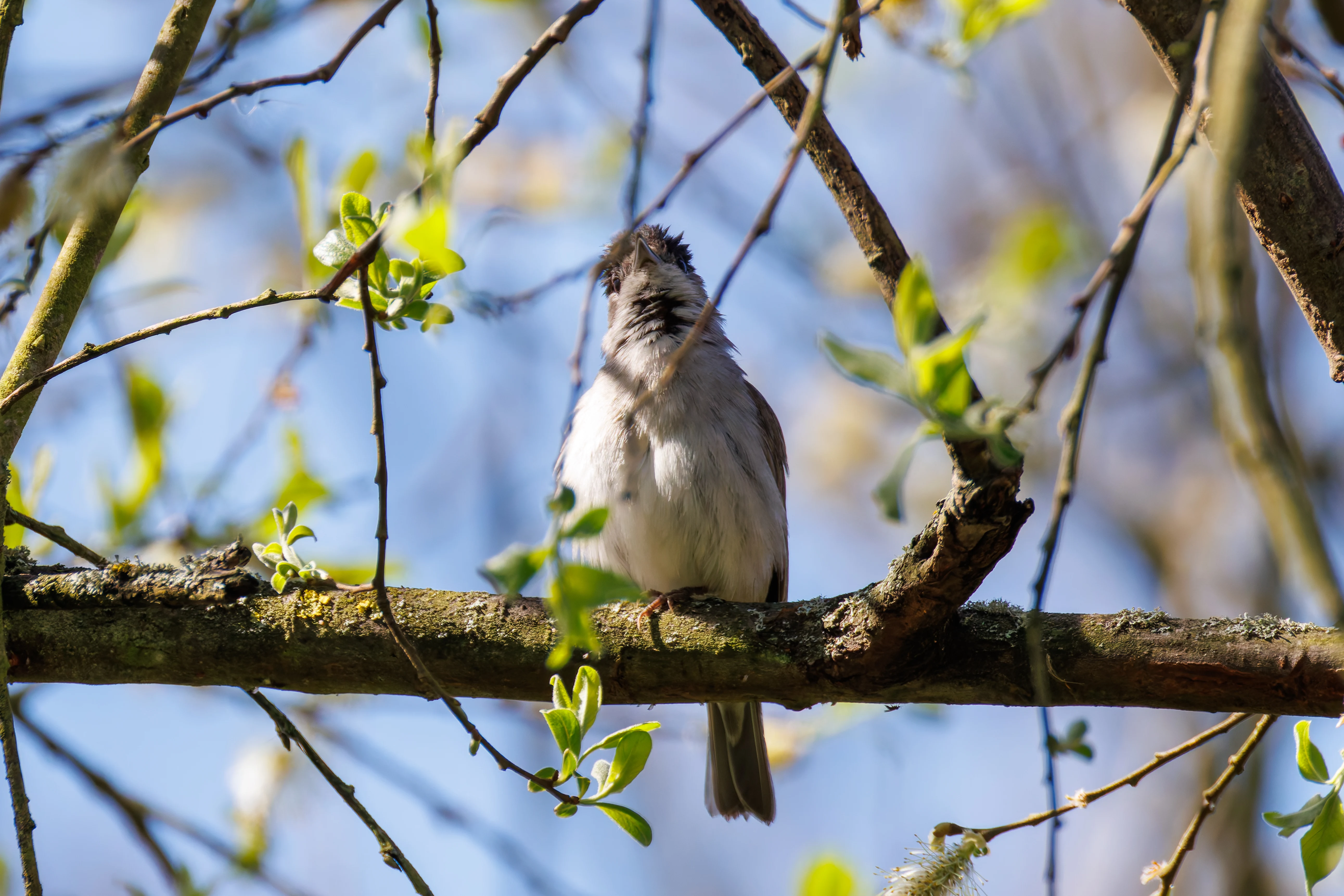 Blackcap, Ham Wall, Ashcott, UK — photo by Orlando Prugel-Bennett
