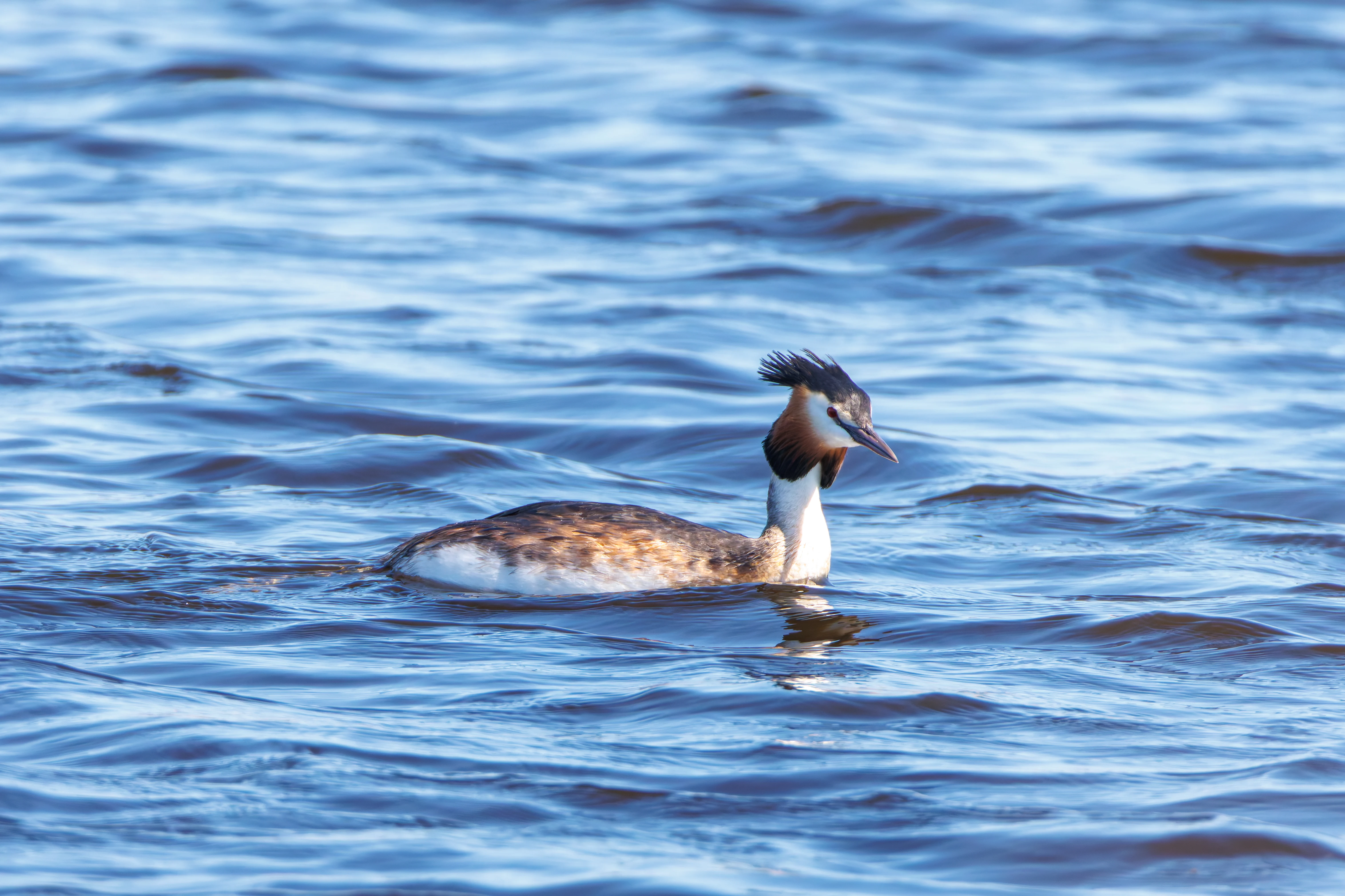Great Crested Grebe, Ham Wall, Ashcott, UK — photo by Orlando Prugel-Bennett