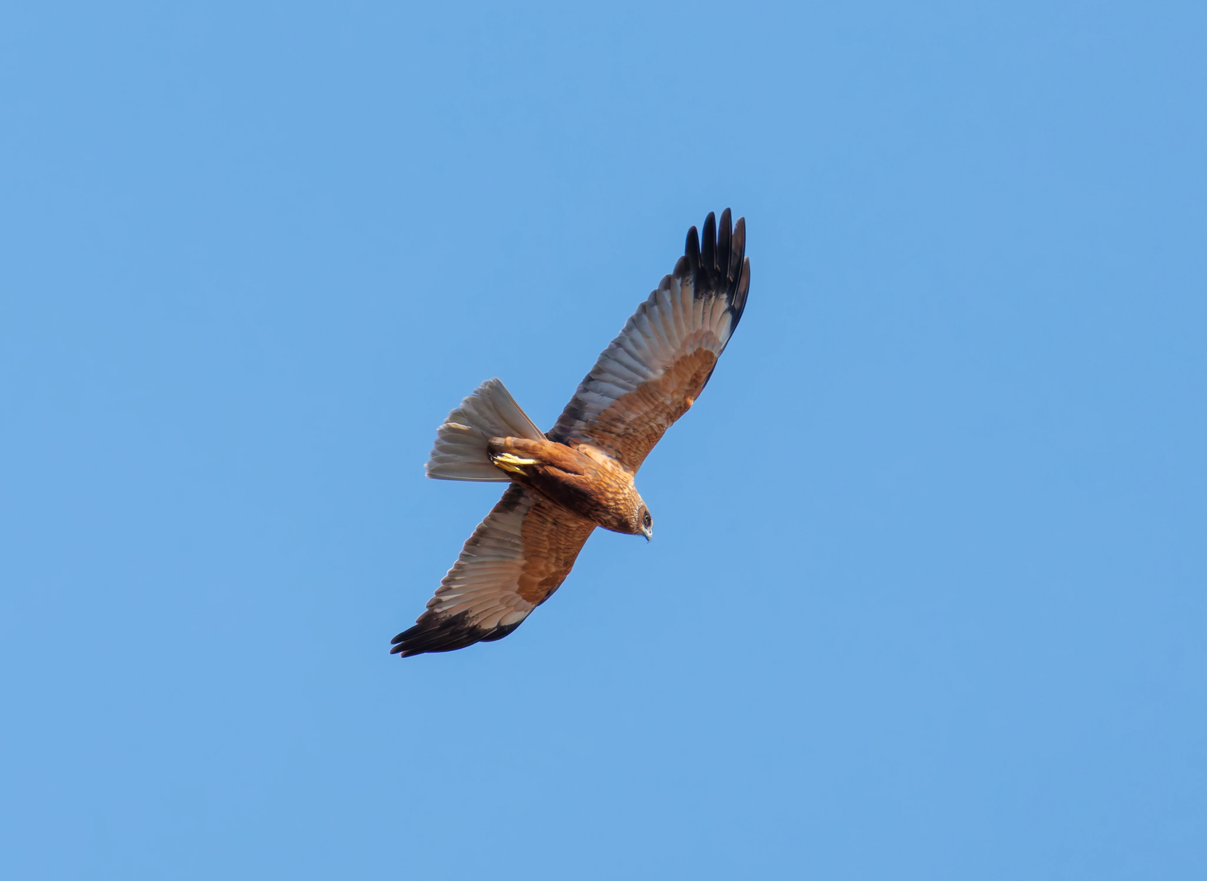 Male Marsh Harrier, Ham Wall, Ashcott, UK — photo by Orlando Prugel-Bennett