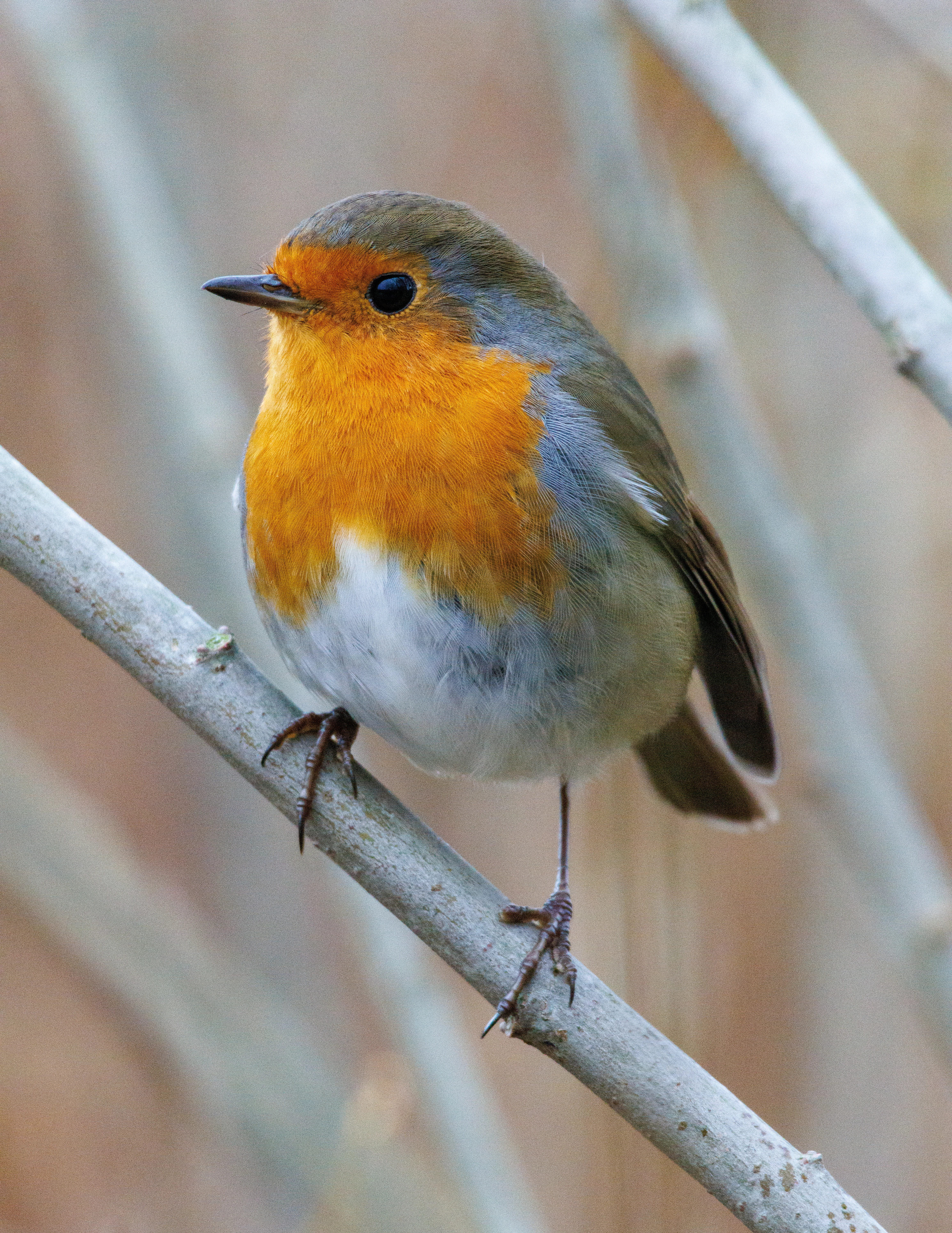 Robin, Leighton Moss, UK — photo by Orlando Prugel-Bennett