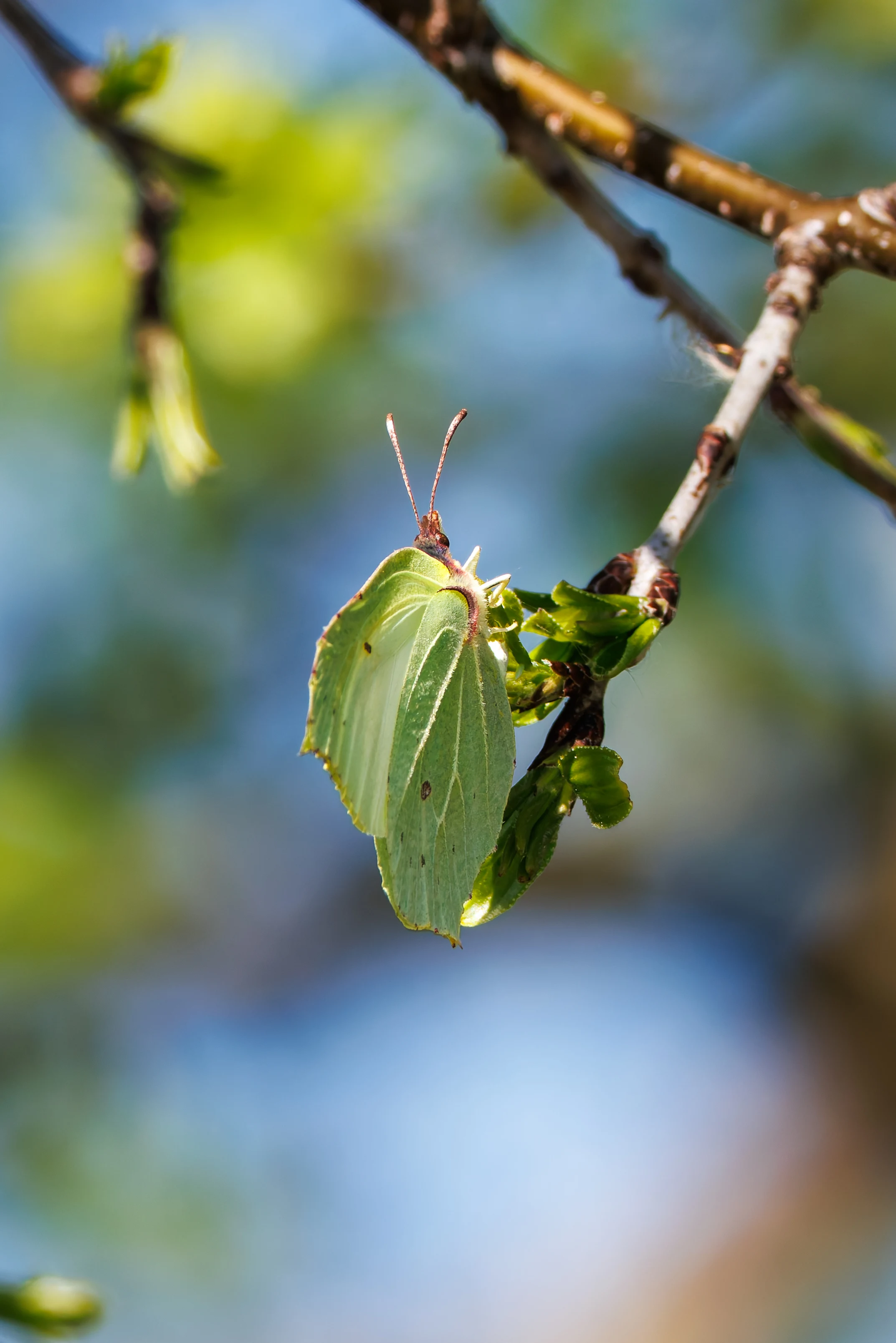 Brimstone Butterfly, Ham Wall, Ashcott, UK — photo by Orlando Prugel-Bennett