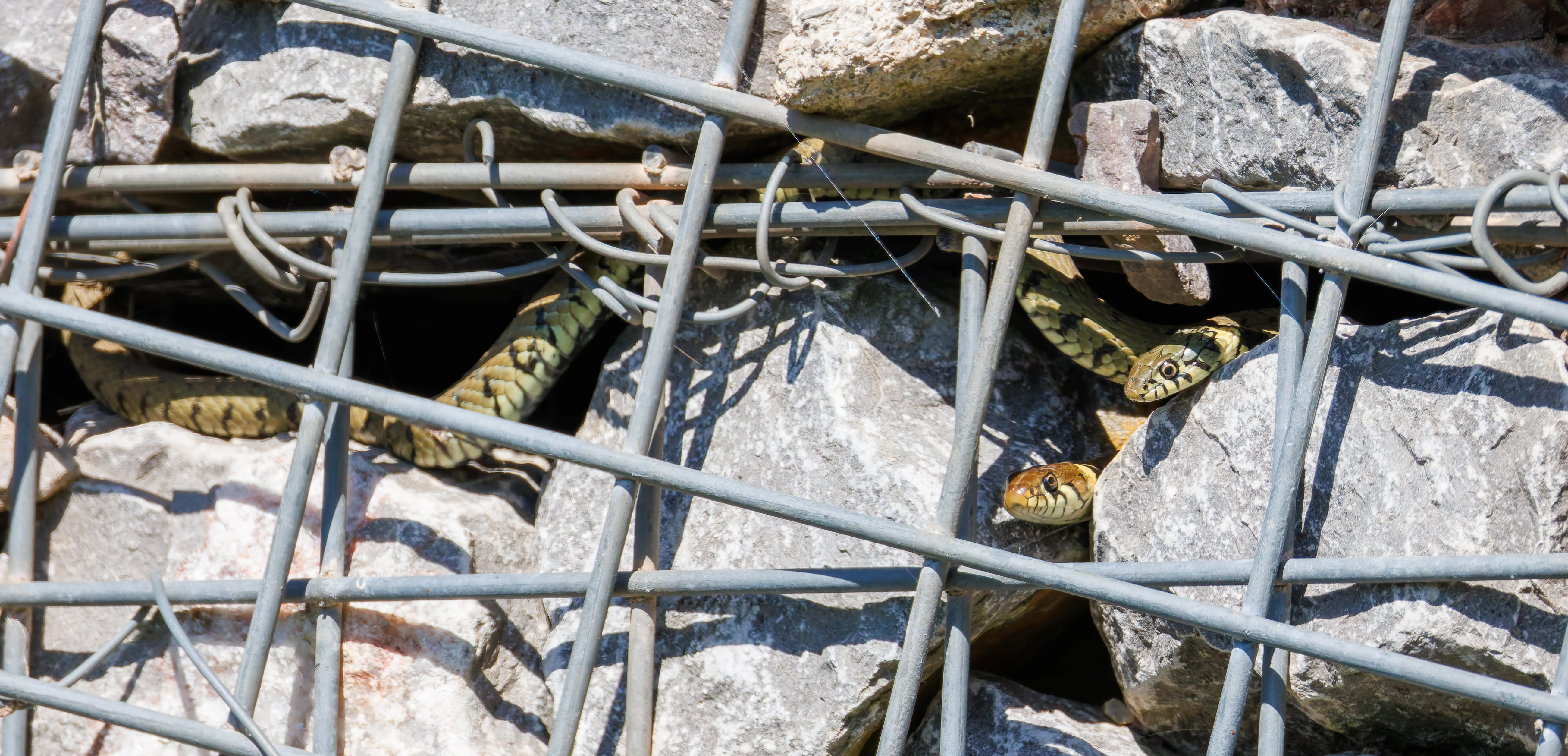 Grass Snakes, Ham Wall, Ashcott, UK — photo by Orlando Prugel-Bennett