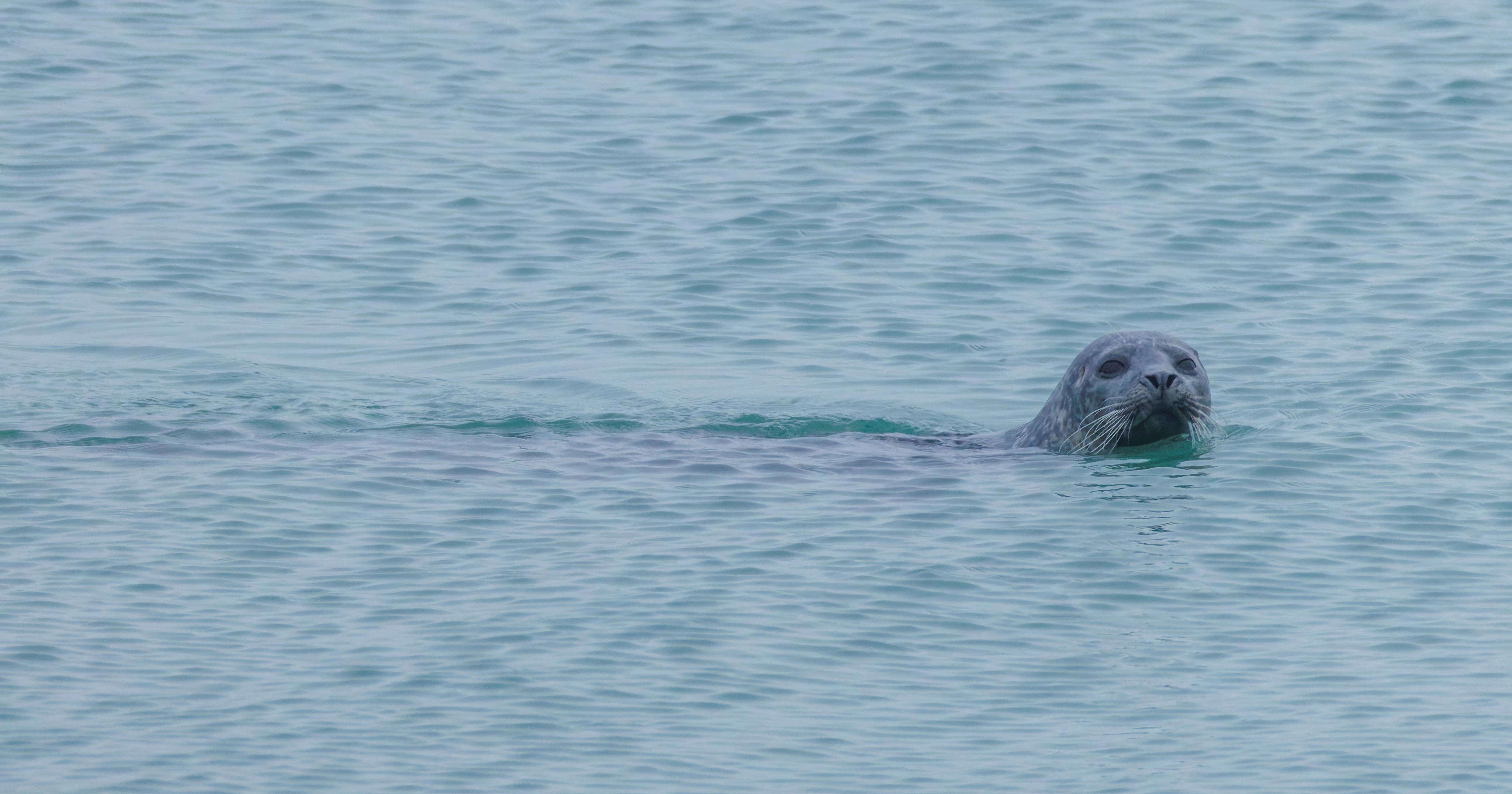 Harbour Seal, Zeeland, Netherlands — photo by Orlando Prugel-Bennett