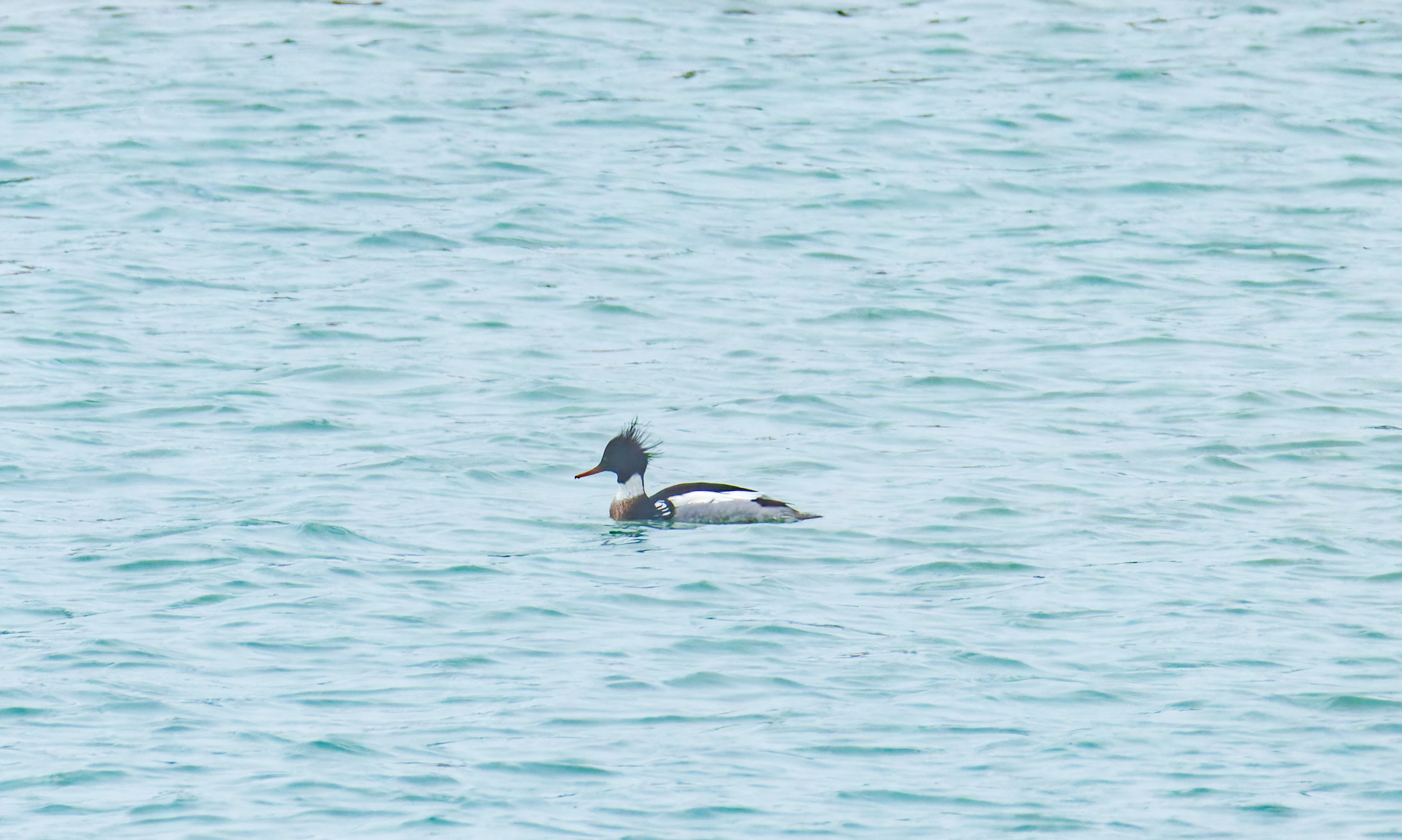 Red-Breasted Merganser, Zeeland, Netherlands — photo by Orlando Prugel-Bennett