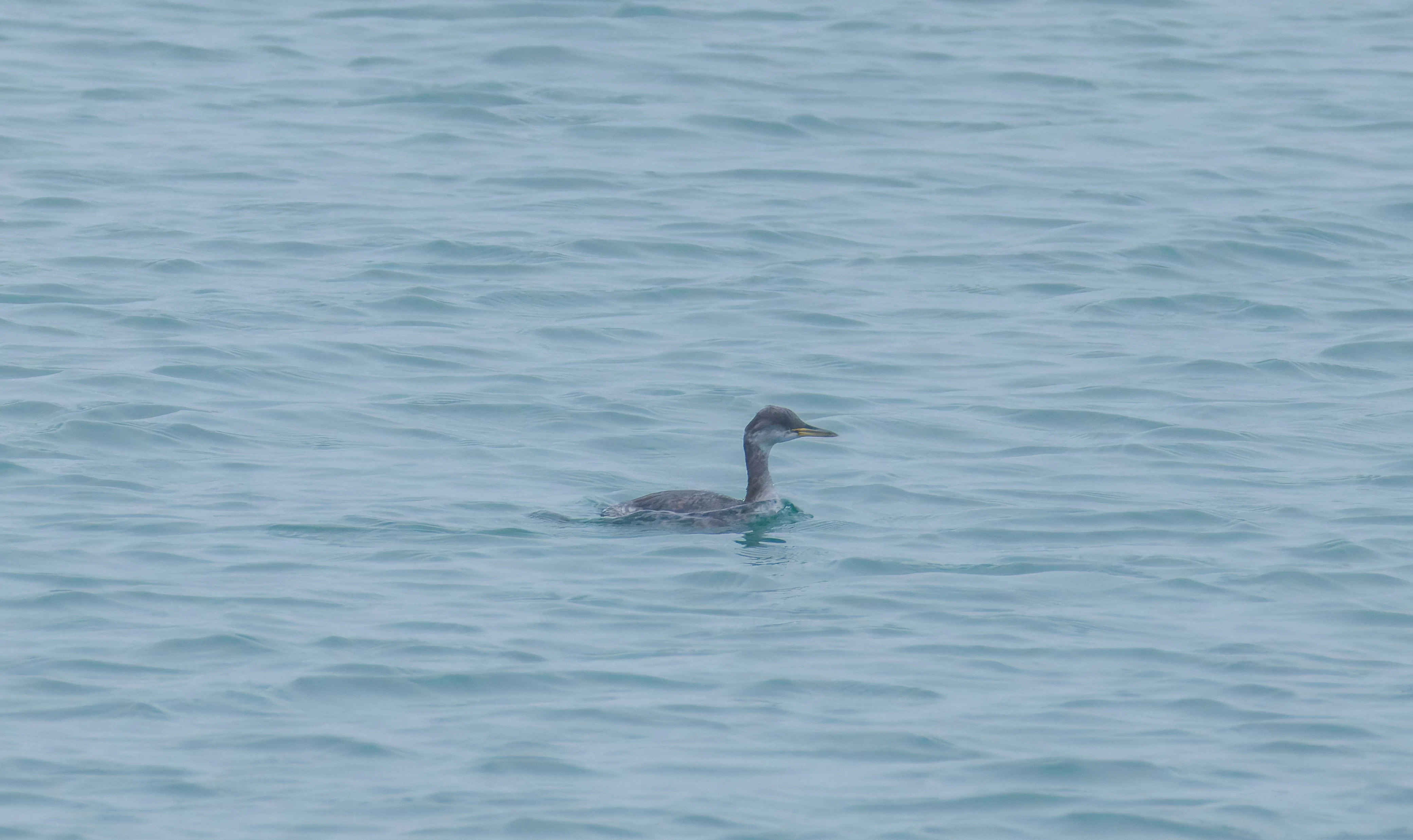 Red-necked grebe, Zeeland, Netherlands — photo by Orlando Prugel-Bennett