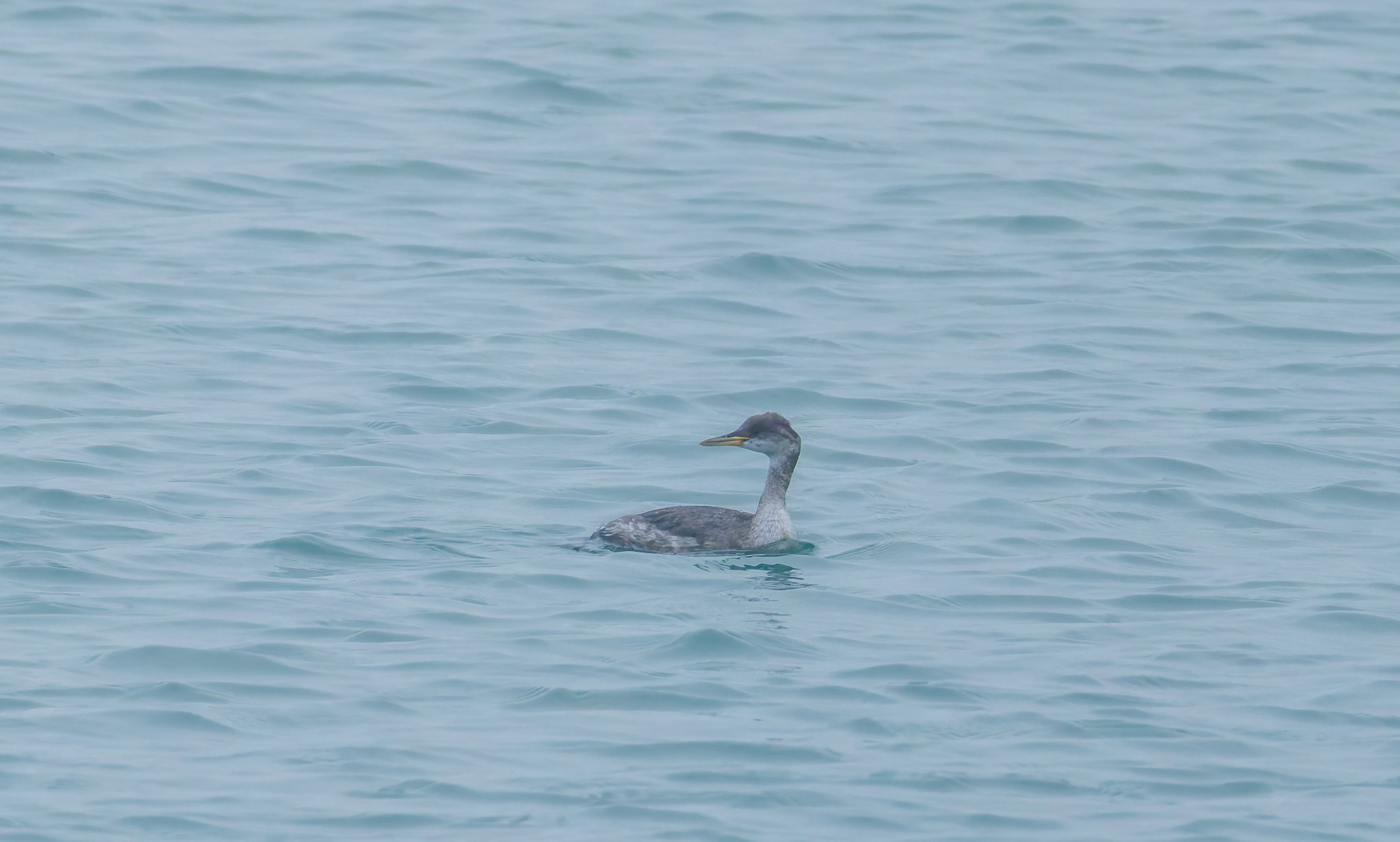 Red-necked grebe, Zeeland, Netherlands — photo by Orlando Prugel-Bennett