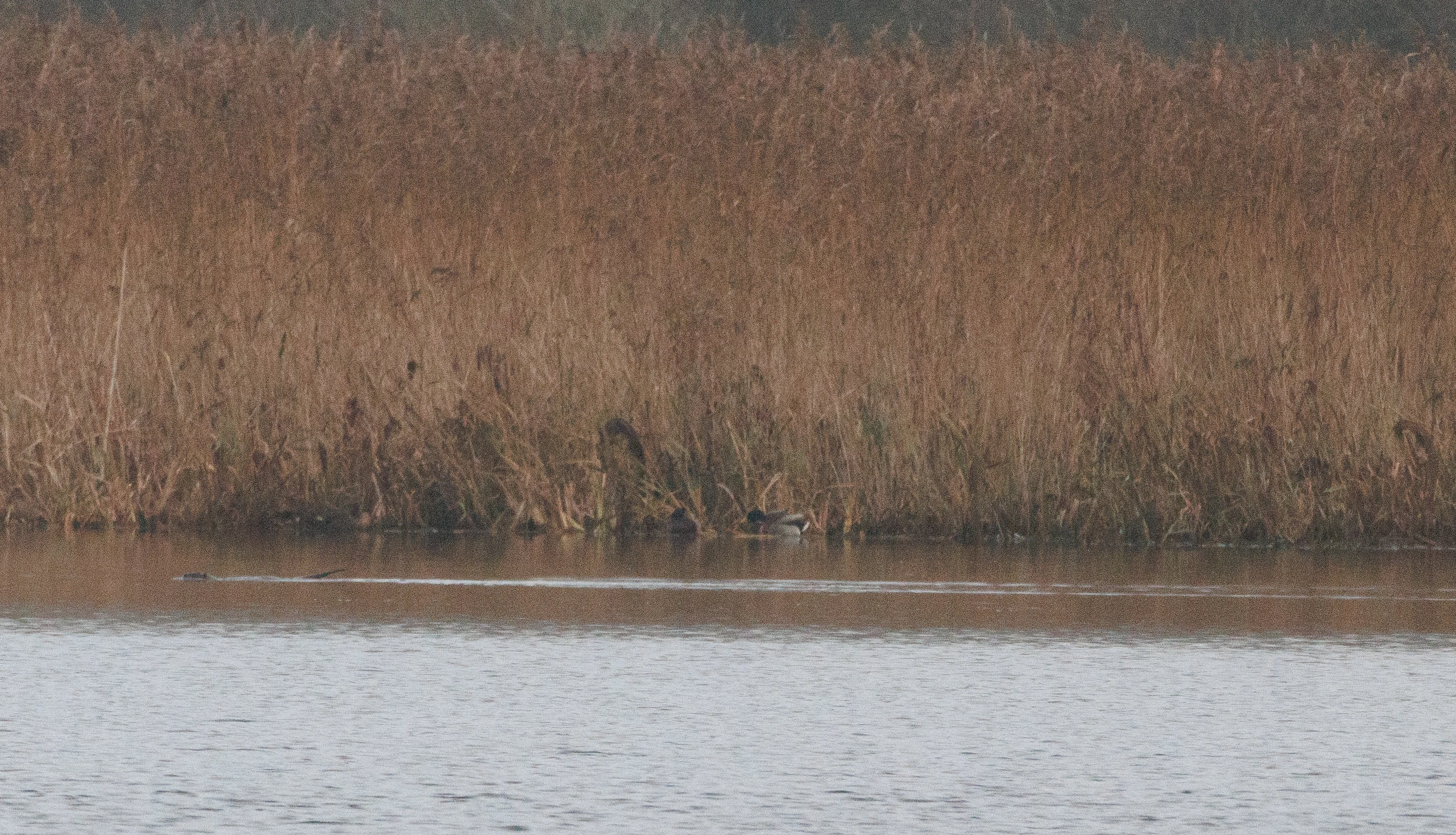 Otter, Leighton Moss, UK — photo by Orlando Prugel-Bennett