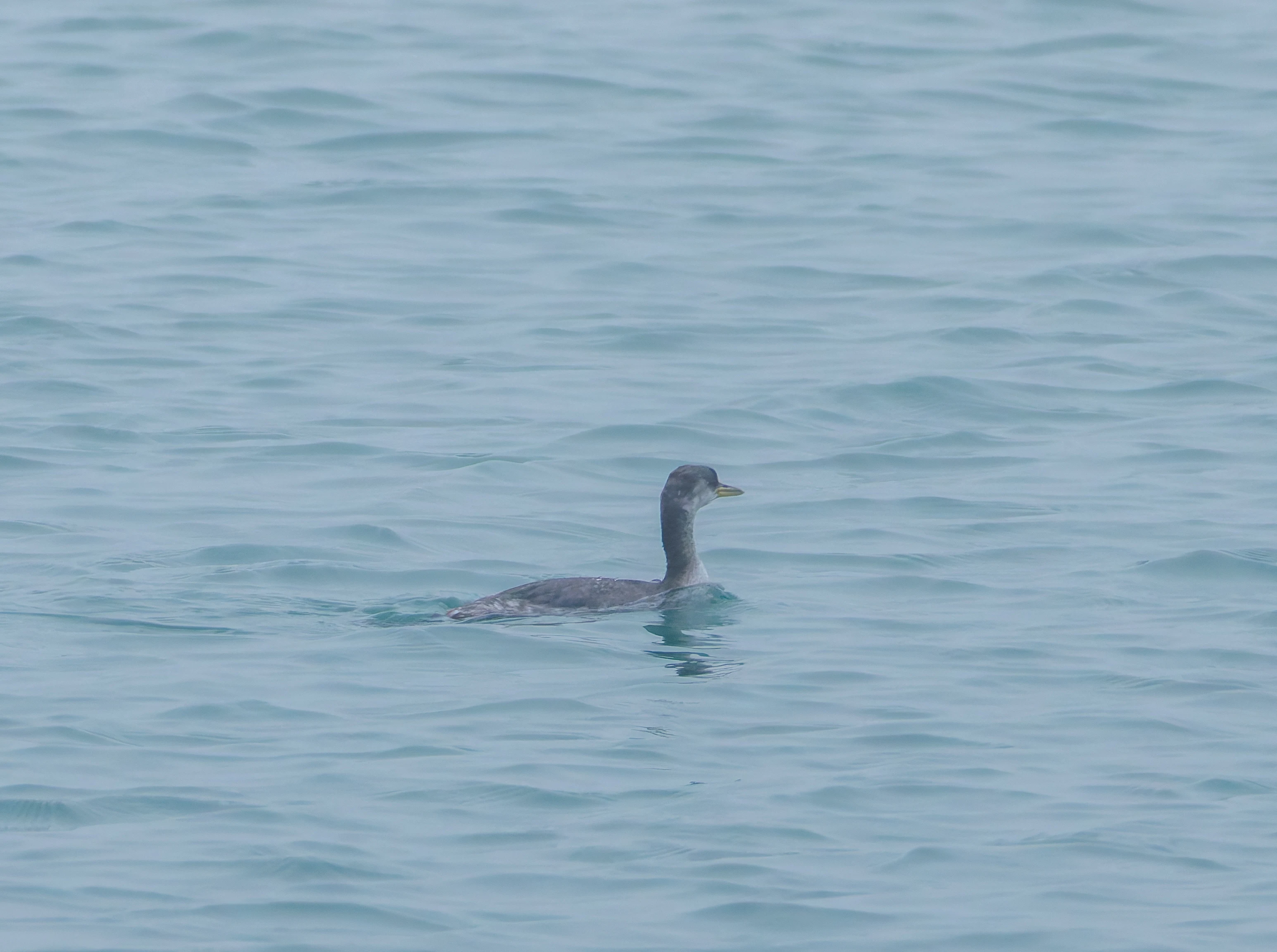 Red-necked grebe, Zeeland, Netherlands — photo by Orlando Prugel-Bennett