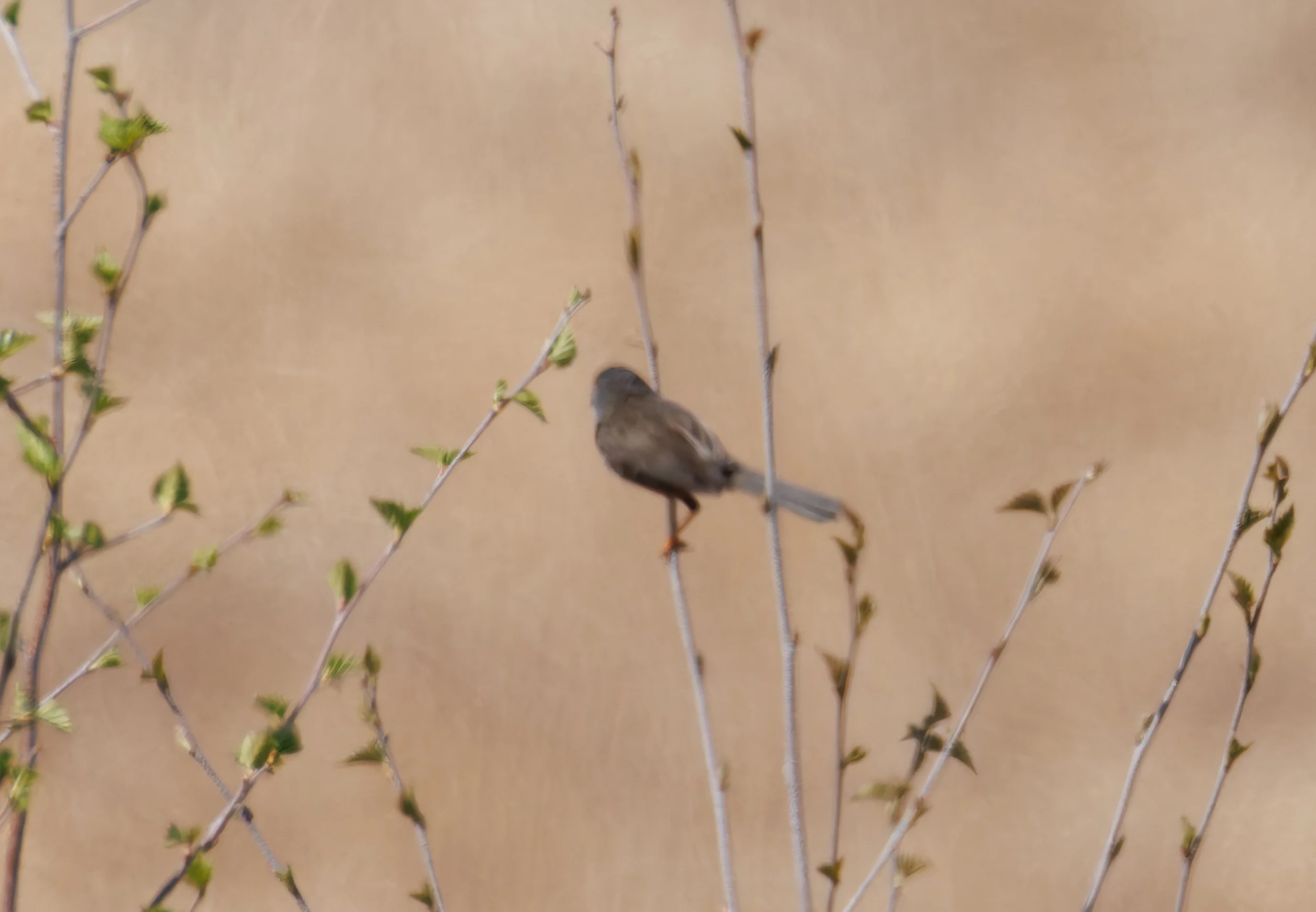 Dartford Warbler, Acres Down, Hampshire, UK — photo by Orlando Prugel-Bennett