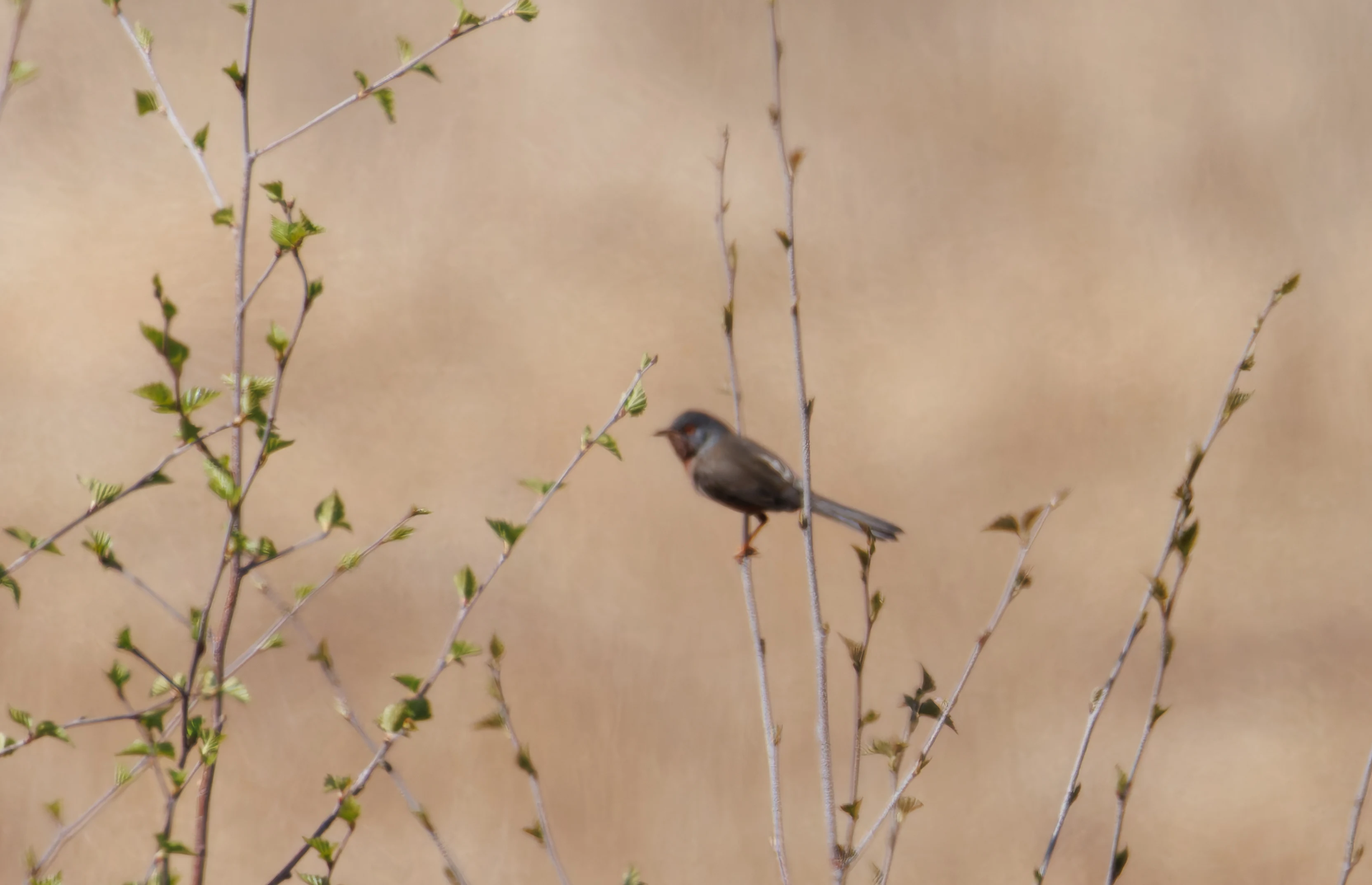 Dartford Warbler, Acres Down, Hampshire, UK — photo by Orlando Prugel-Bennett
