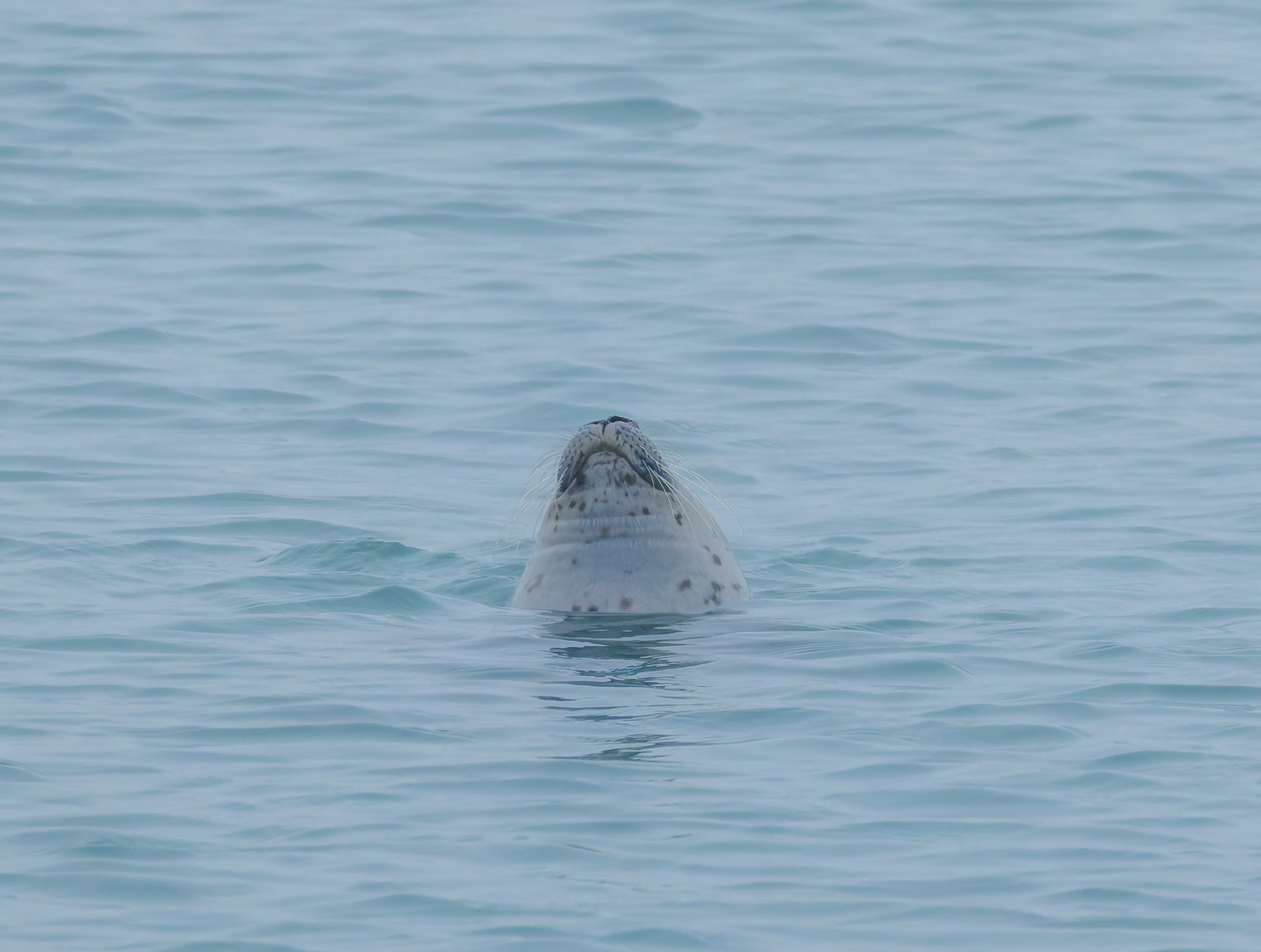 Harbour Seal, Zeeland, Netherlands — photo by Orlando Prugel-Bennett