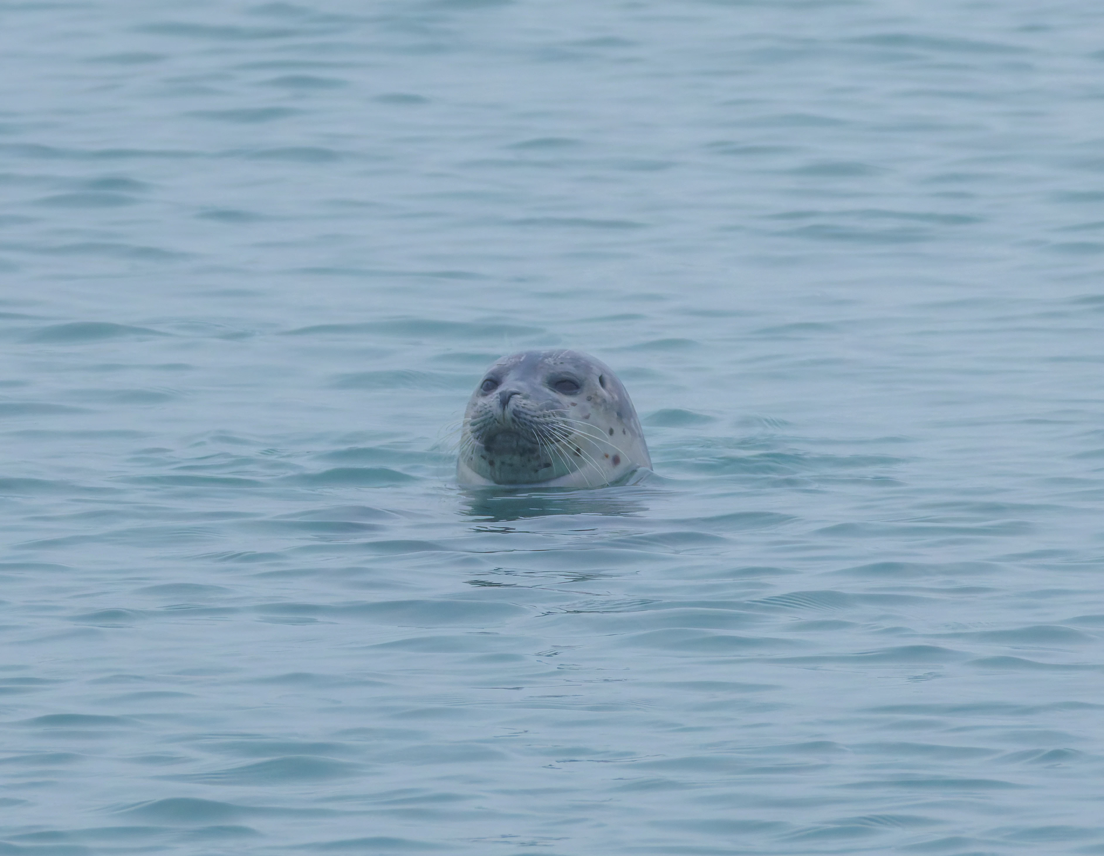 Harbour Seal, Zeeland, Netherlands — photo by Orlando Prugel-Bennett