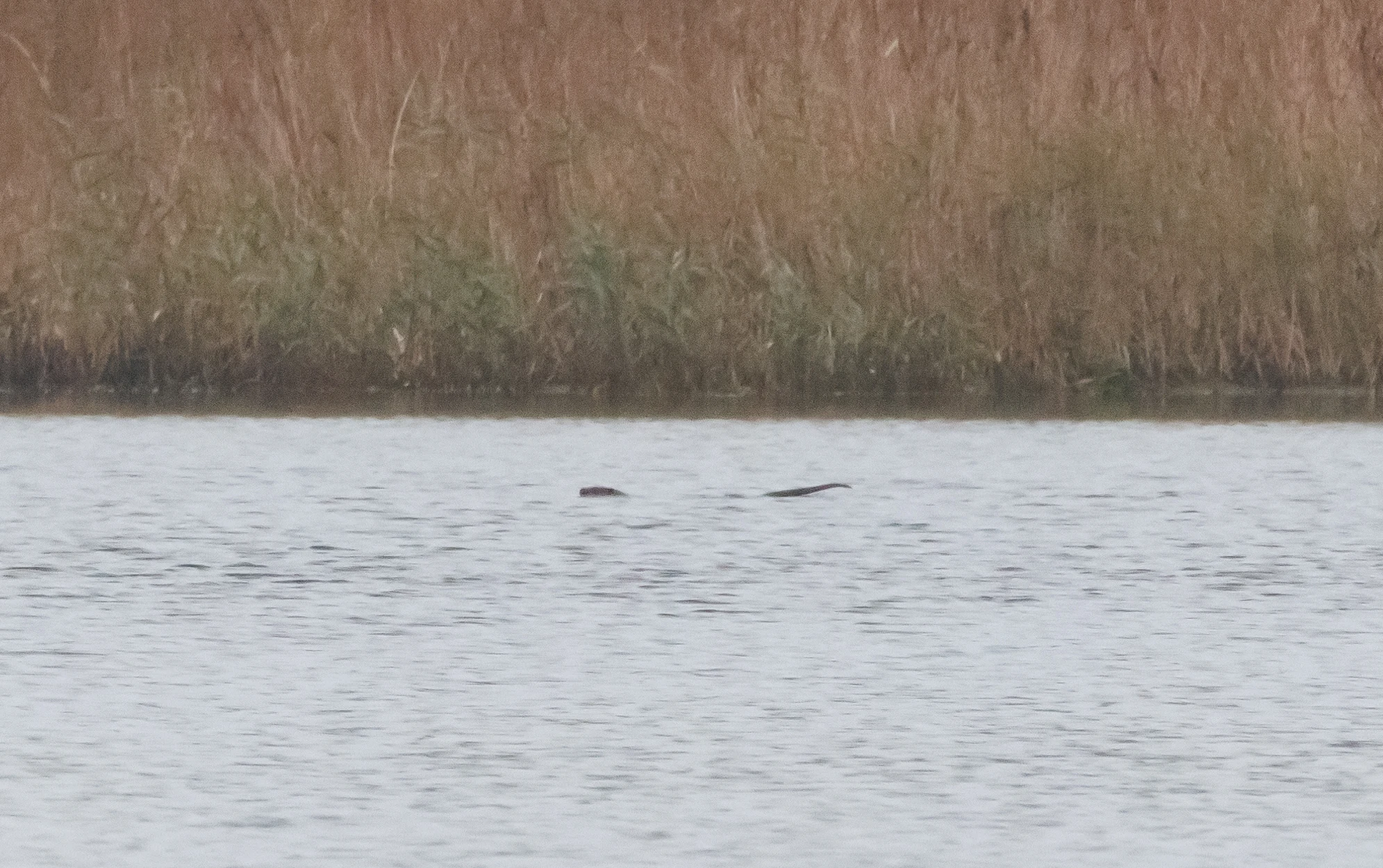 Otter, Leighton Moss, UK — photo by Orlando Prugel-Bennett