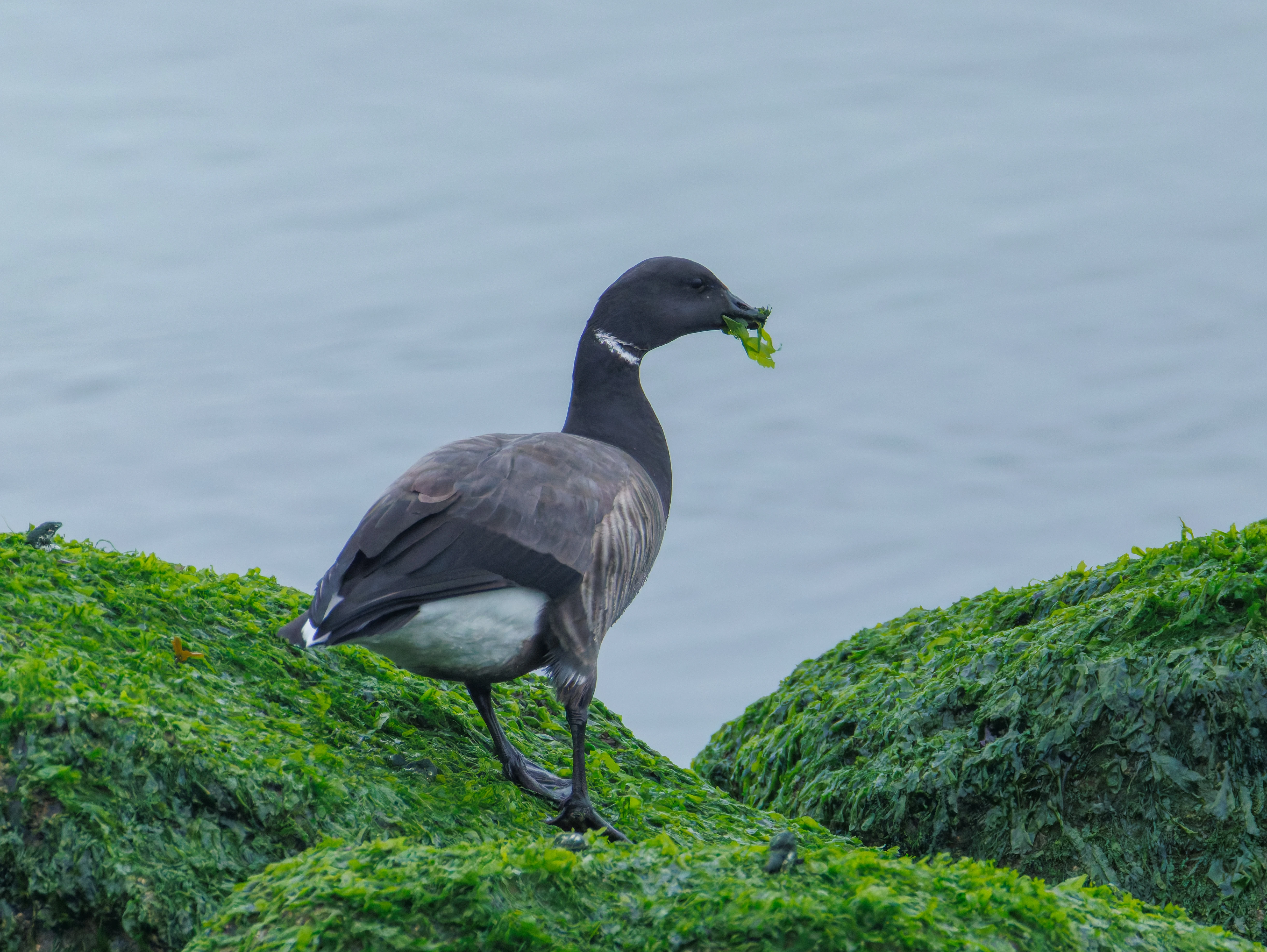 Brant Goose, Zeeland, Netherlands — photo by Orlando Prugel-Bennett