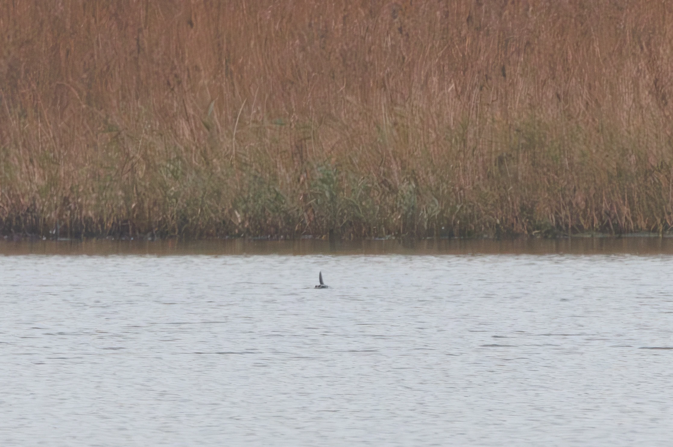 Otter, Leighton Moss, UK — photo by Orlando Prugel-Bennett