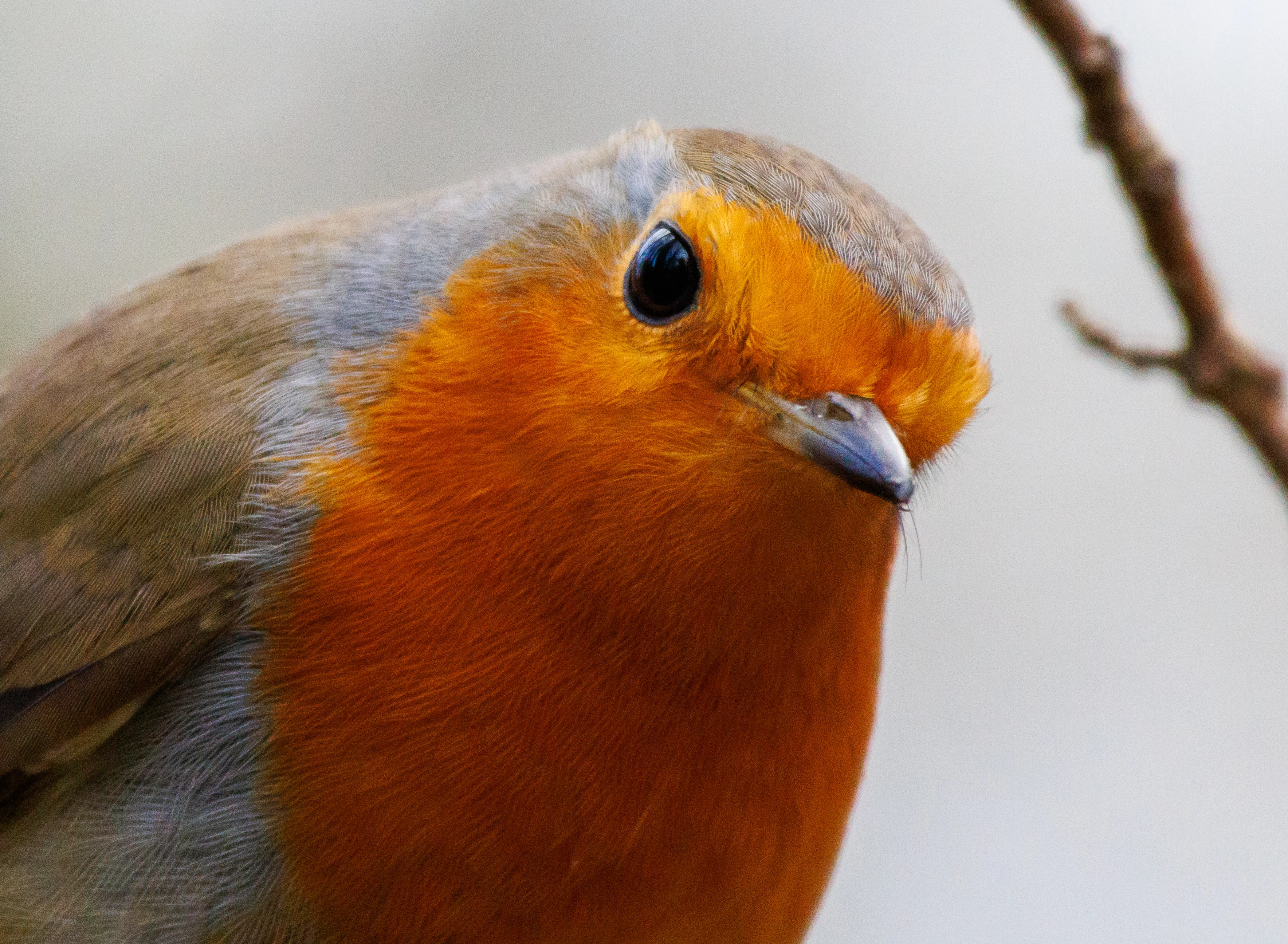 Robin, Leighton Moss, City, UK — photo by Orlando Prugel-Bennett