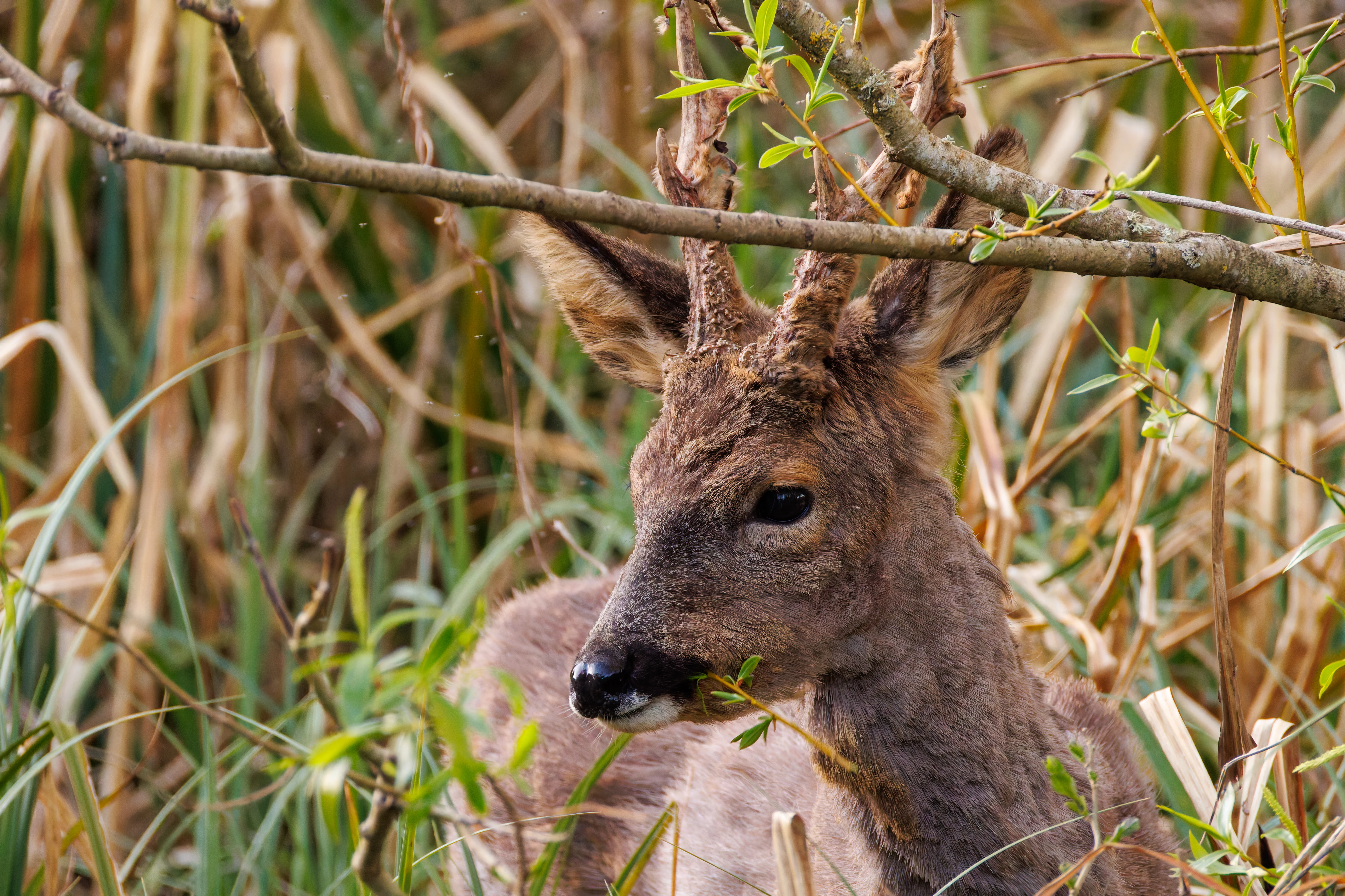 Deer, Posbrook Floods, Titchfield, UK — photo by Orlando Prugel-Bennett