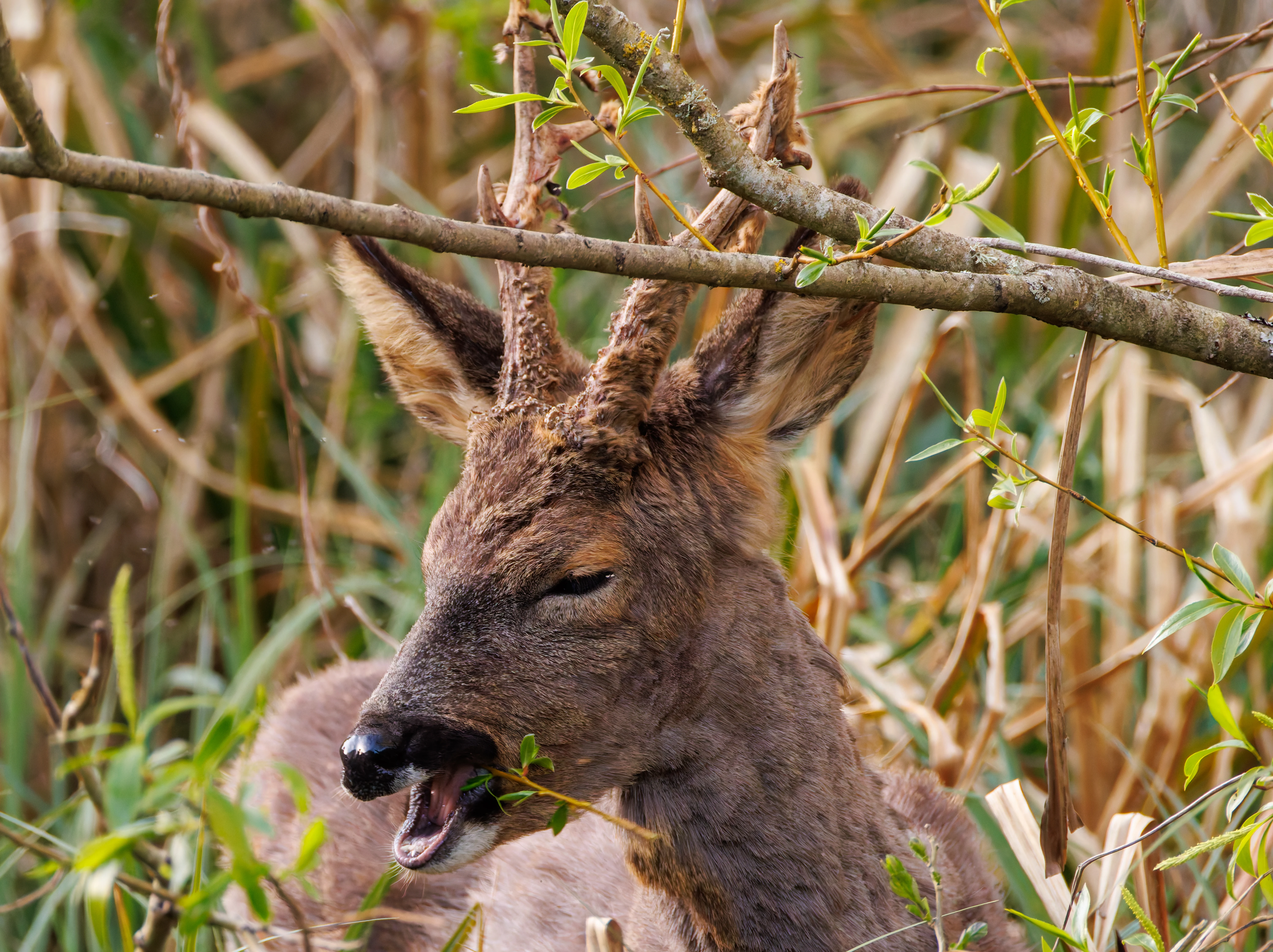 Deer, Posbrook Floods, Titchfield, UK — photo by Orlando Prugel-Bennett