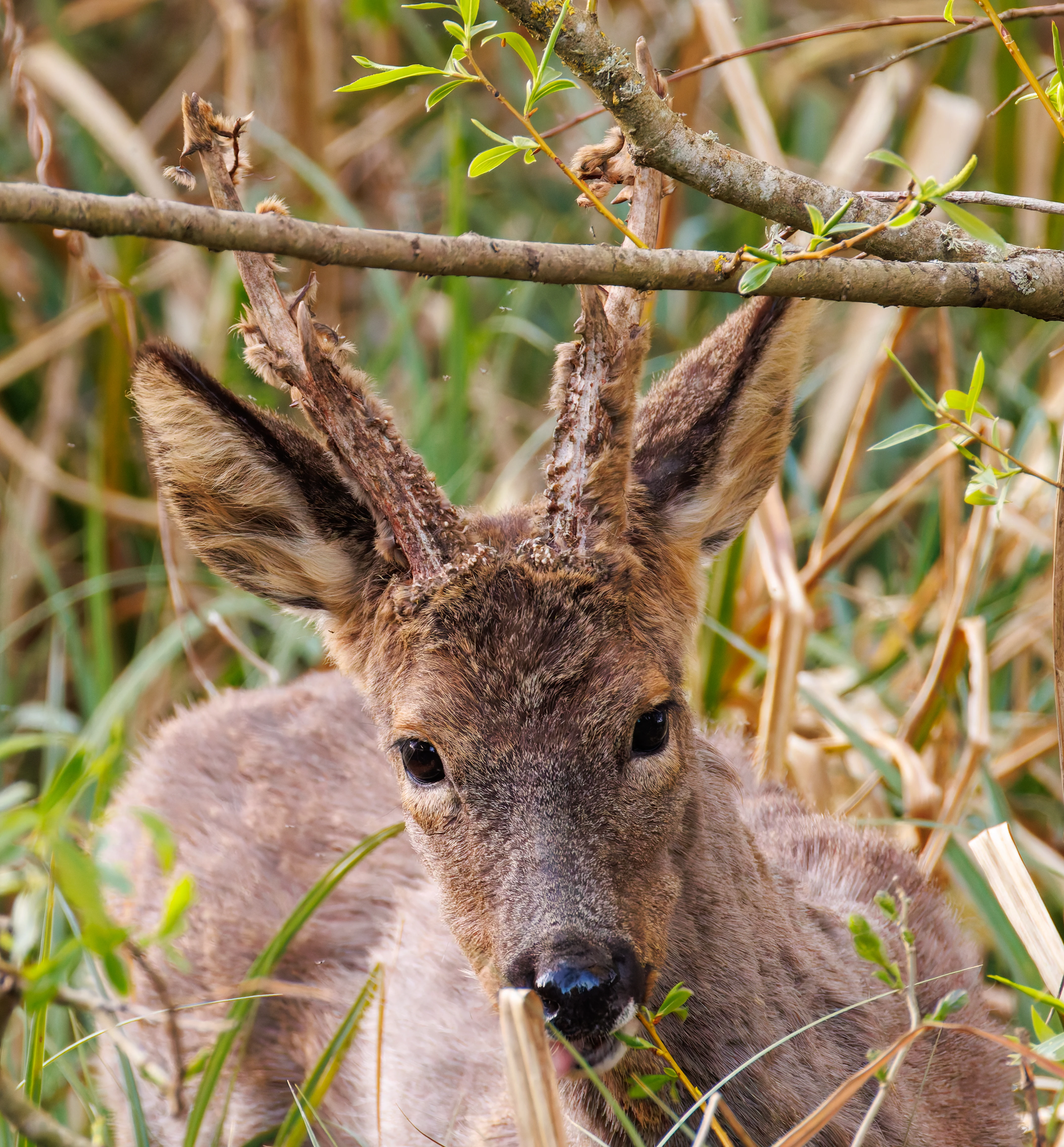 Deer, Posbrook Floods, Titchfield, UK — photo by Orlando Prugel-Bennett
