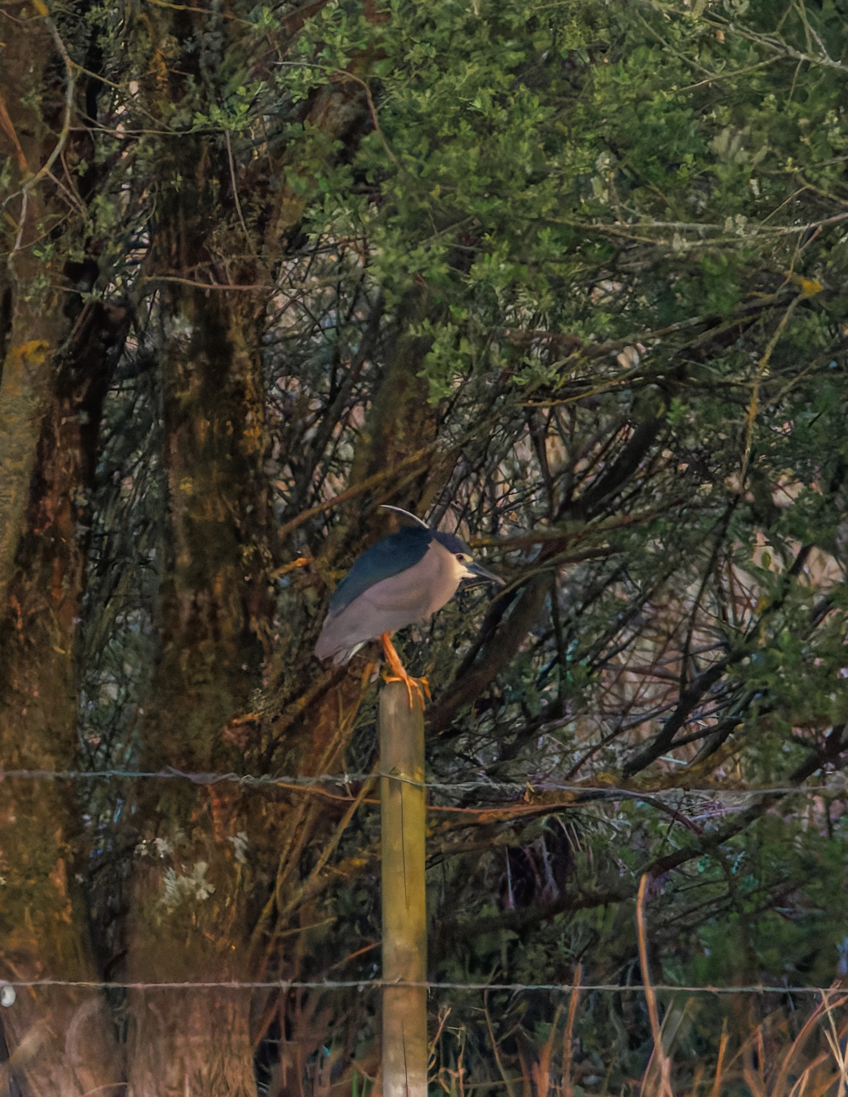 Black-crowned night heron, Posbrook Floods, Titchfield, UK — photo by Orlando Prugel-Bennett