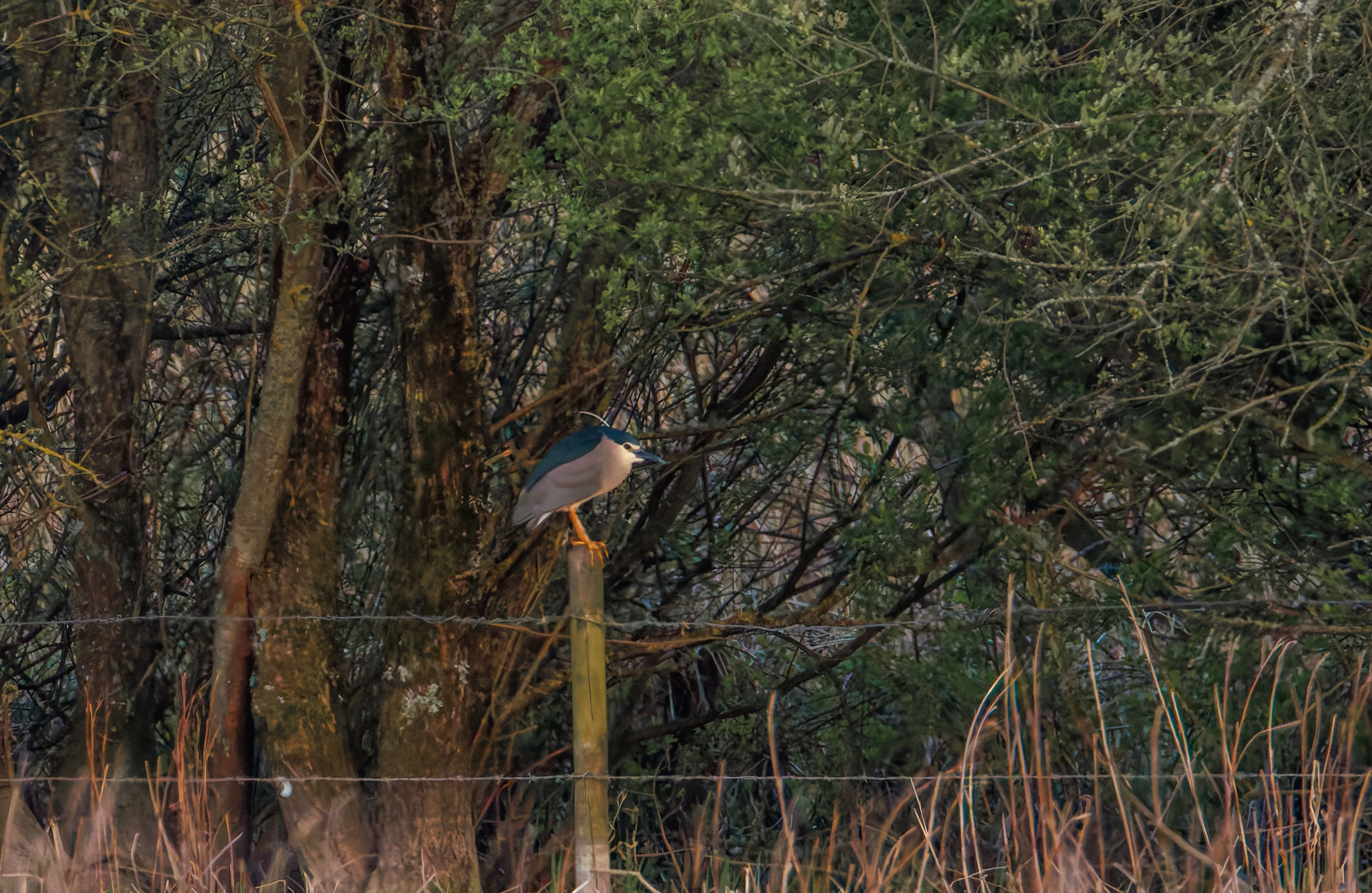 Black-crowned night heron, Posbrook Floods, Titchfield, UK — photo by Orlando Prugel-Bennett
