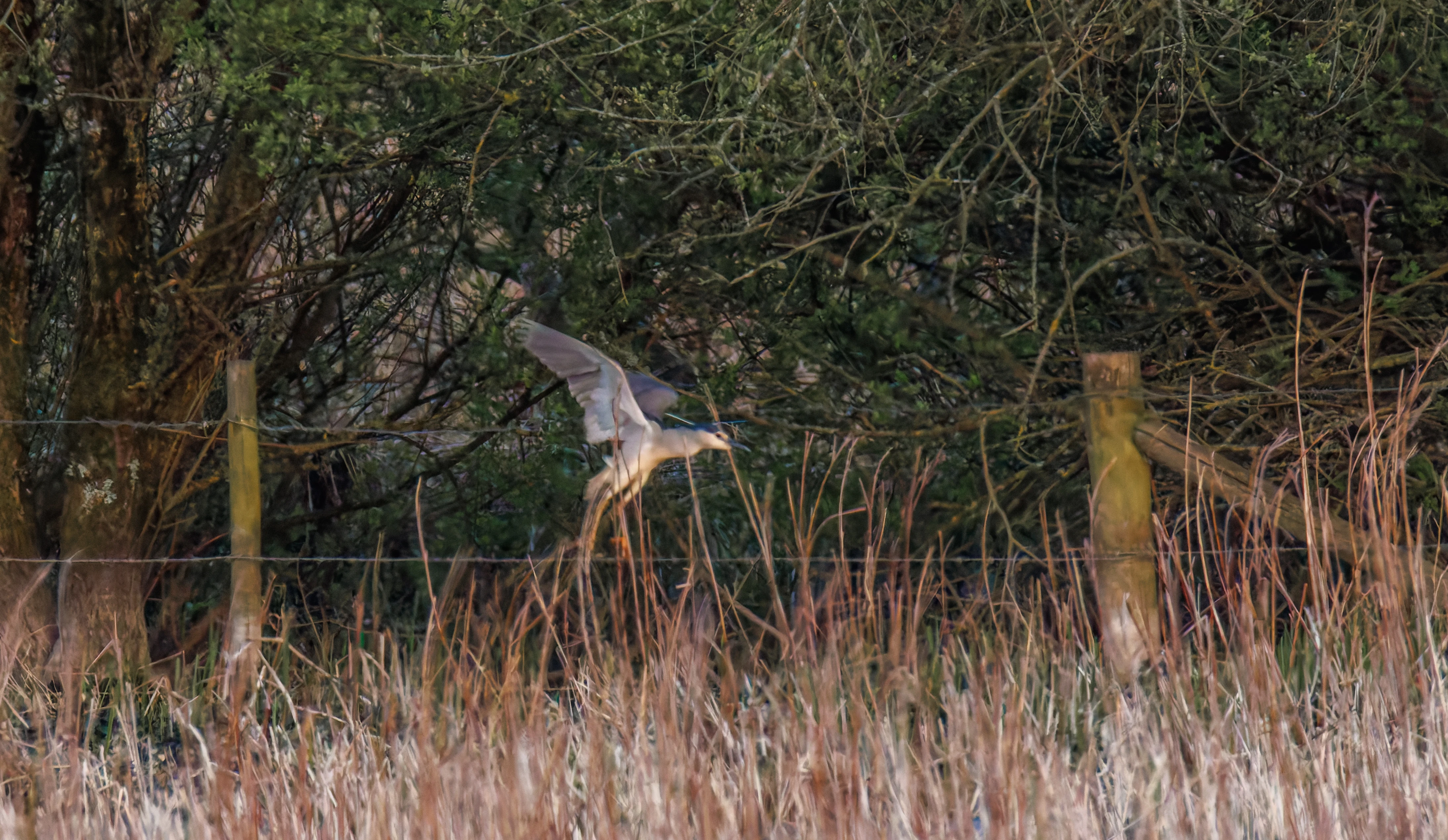 Black-crowned night heron, Posbrook Floods, Titchfield, UK — photo by Orlando Prugel-Bennett