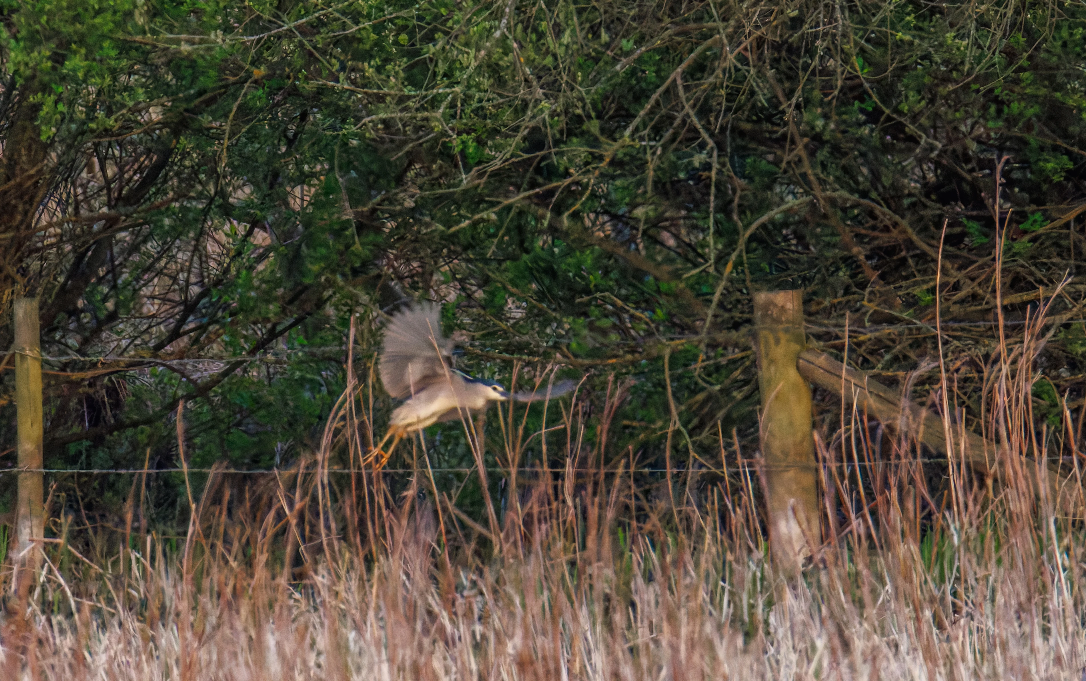Black-crowned night heron, Posbrook Floods, Titchfield, UK — photo by Orlando Prugel-Bennett