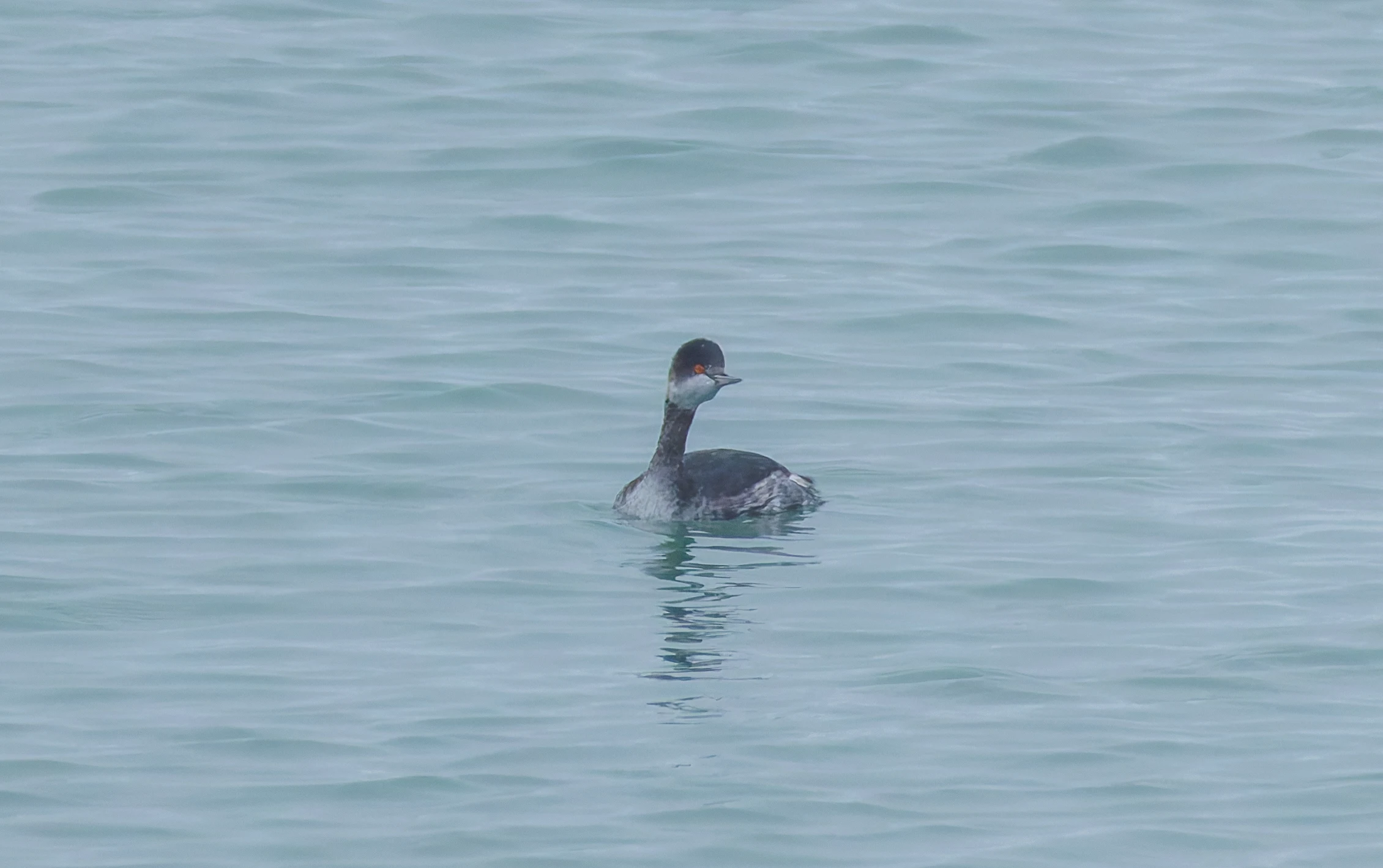 Black-Necked Grebe, Zeeland, Netherlands — photo by Orlando Prugel-Bennett