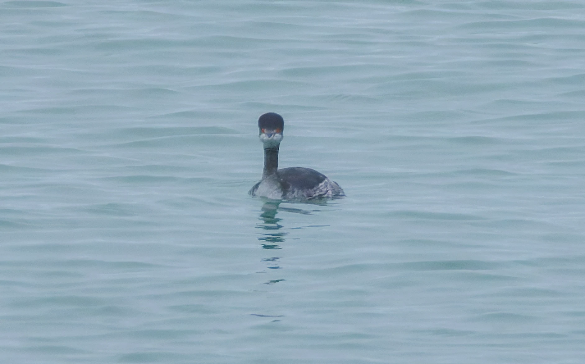 Black-Necked Grebe, Zeeland, Netherlands — photo by Orlando Prugel-Bennett