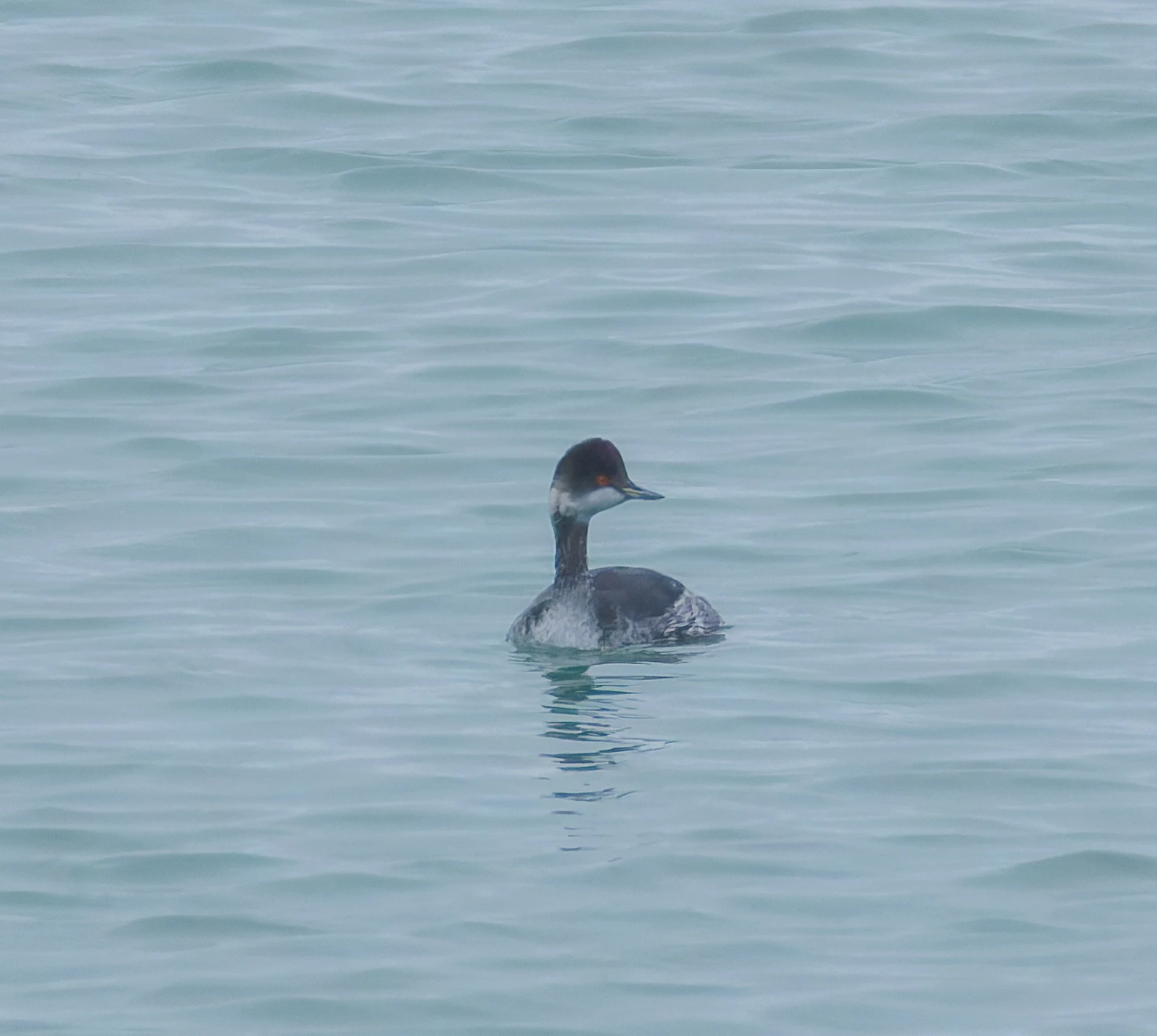 Black-Necked Grebe, Zeeland, Netherlands — photo by Orlando Prugel-Bennett
