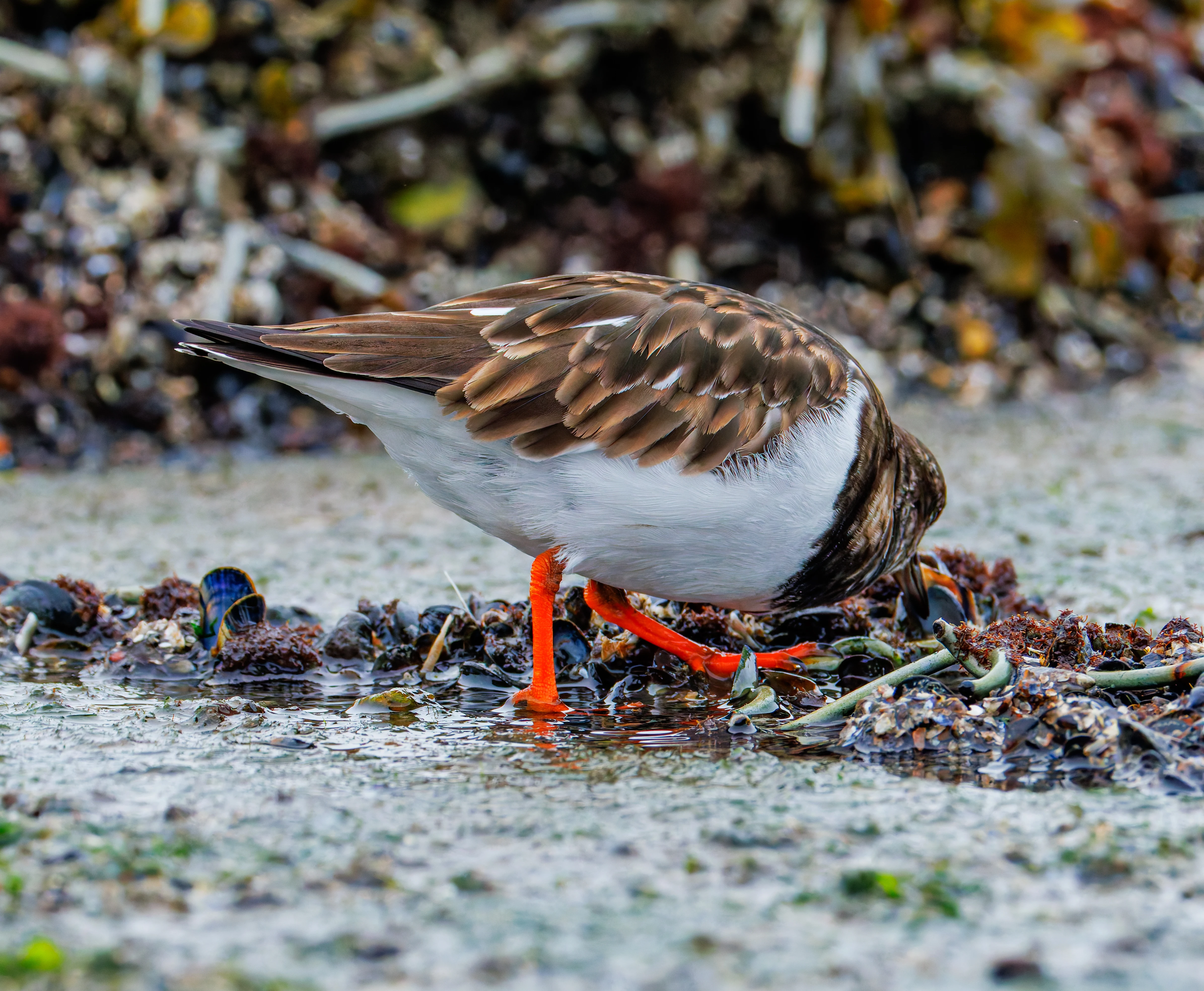 Ruddy Turnstone, Zeeland, Netherlands — photo by Orlando Prugel-Bennett