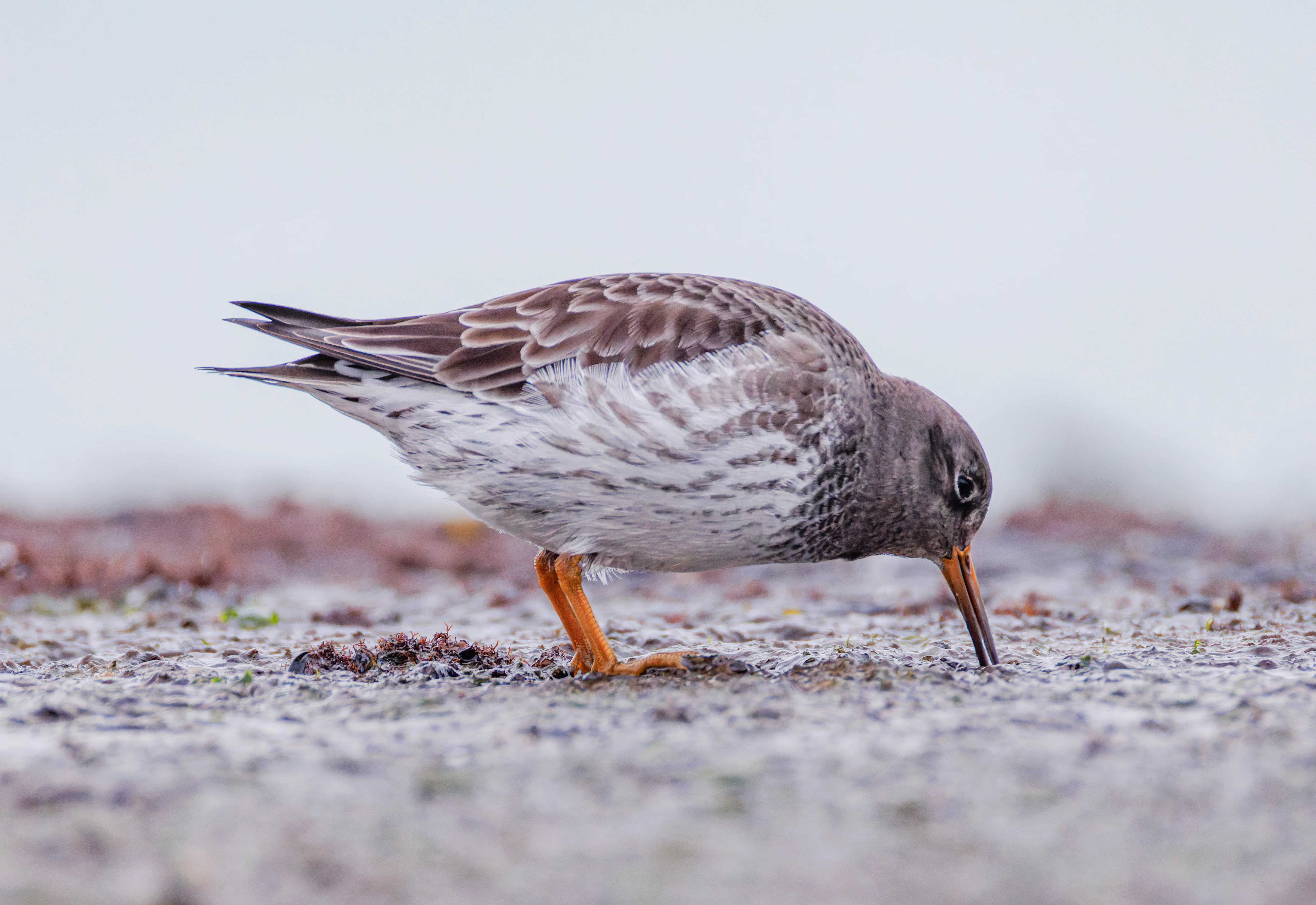 Purple Sandpiper, Zeeland, Netherlands — photo by Orlando Prugel-Bennett