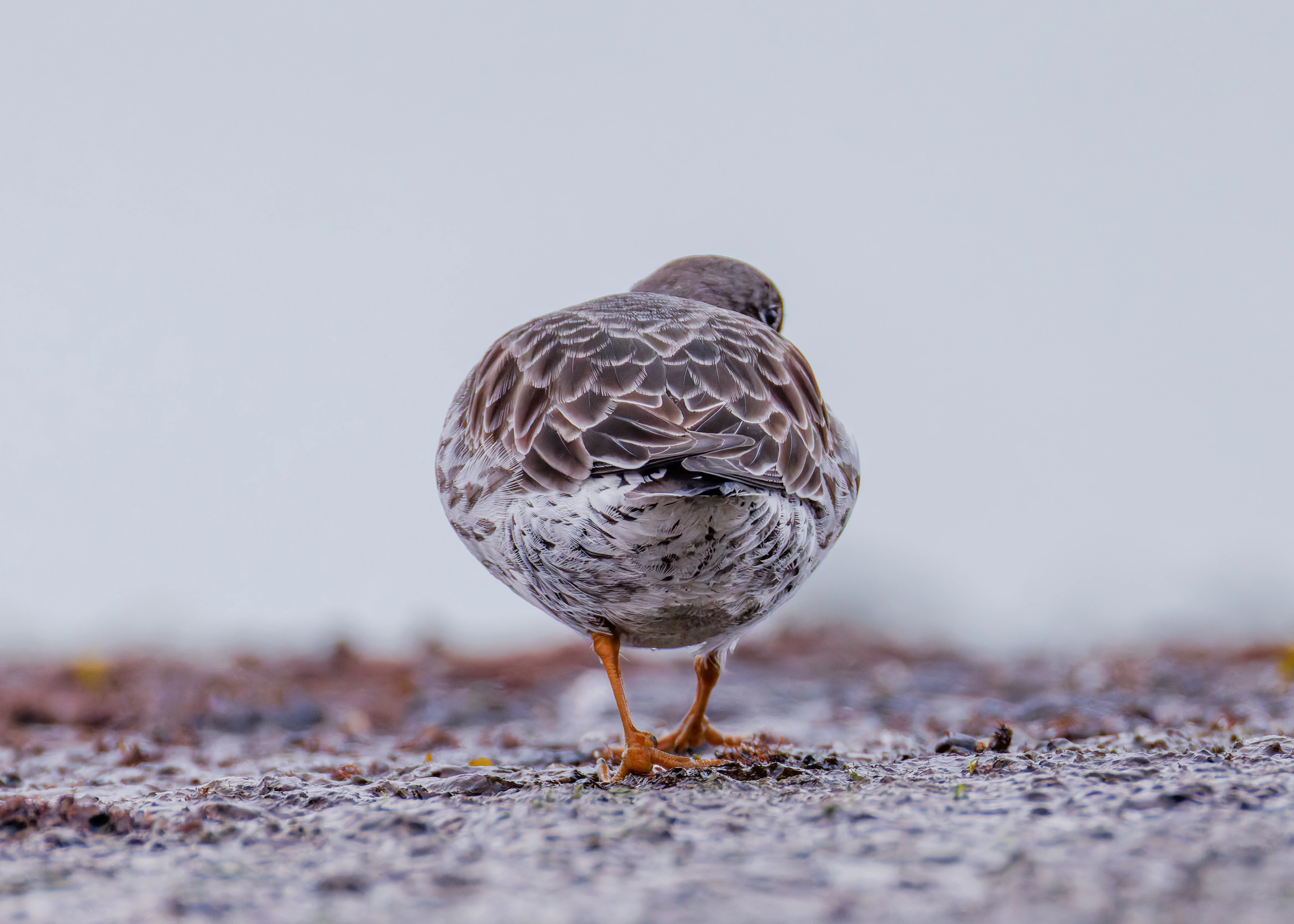 Purple Sandpiper, Zeeland, Netherlands — photo by Orlando Prugel-Bennett