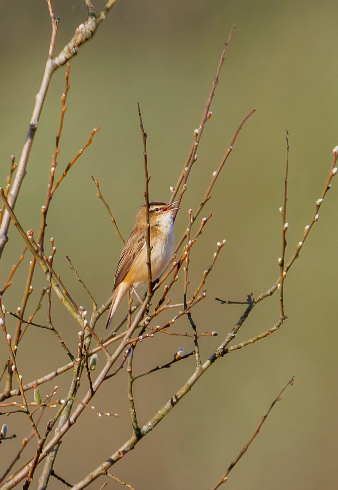 Sedge Warbler, Fishlake Meadows, Romsey, Hampshire, UK — photo by Orlando Prugel-Bennett