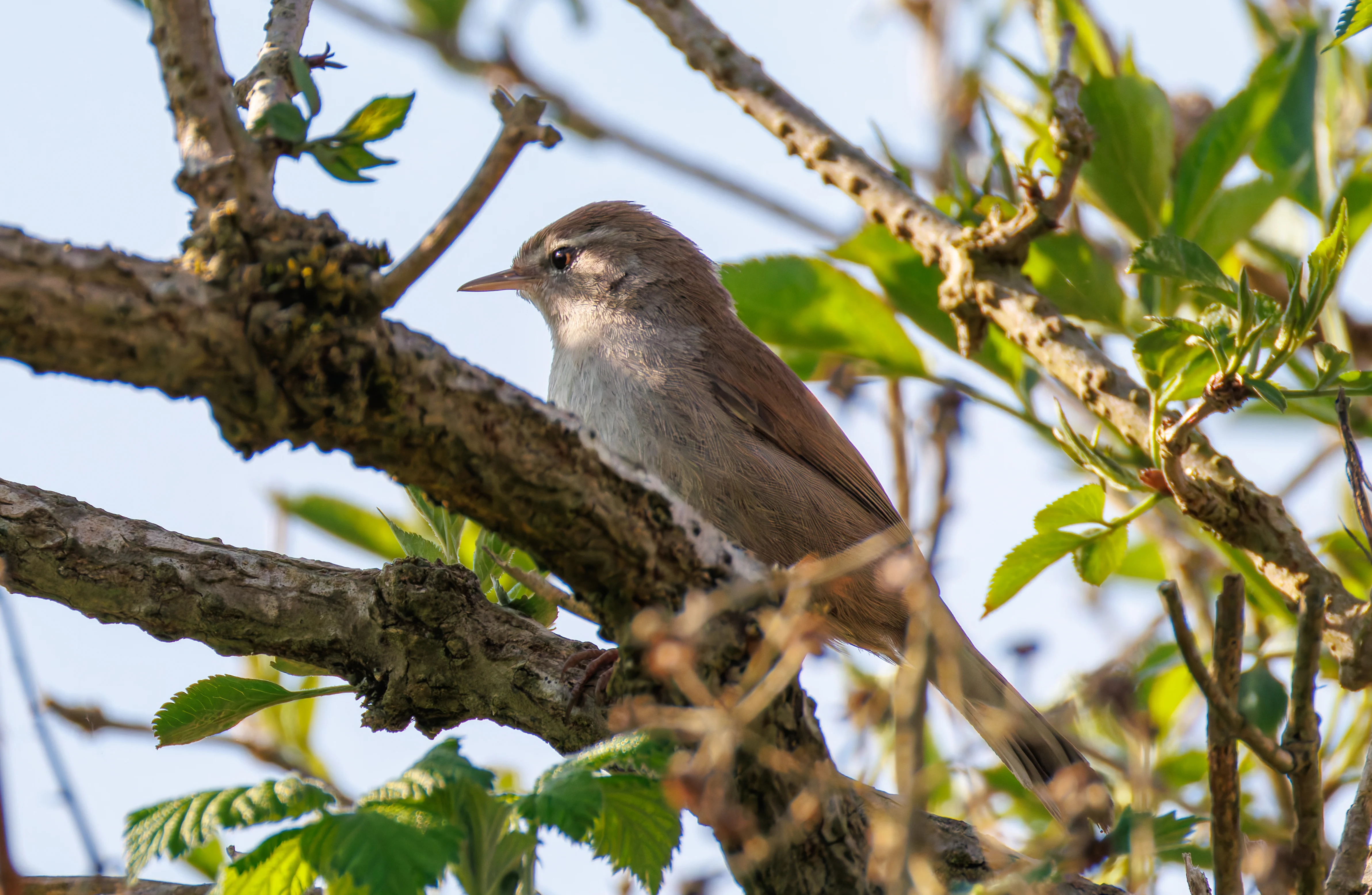 Cetti's Warbler, Fishlake Meadows, Romsey, Hampshire, UK — photo by Orlando Prugel-Bennett