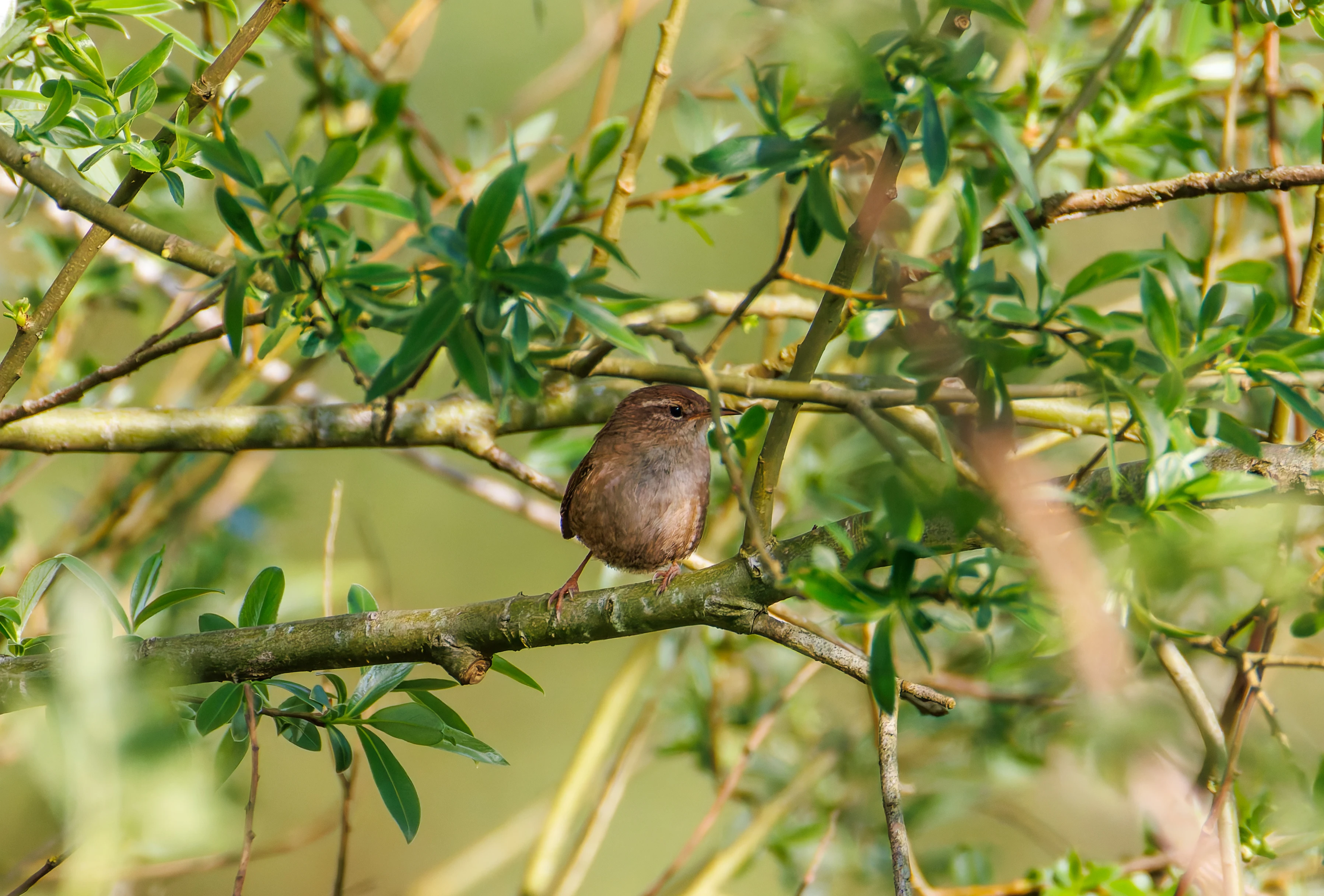 Wren, Fishlake Meadows, Romsey, Hampshire, UK — photo by Orlando Prugel-Bennett