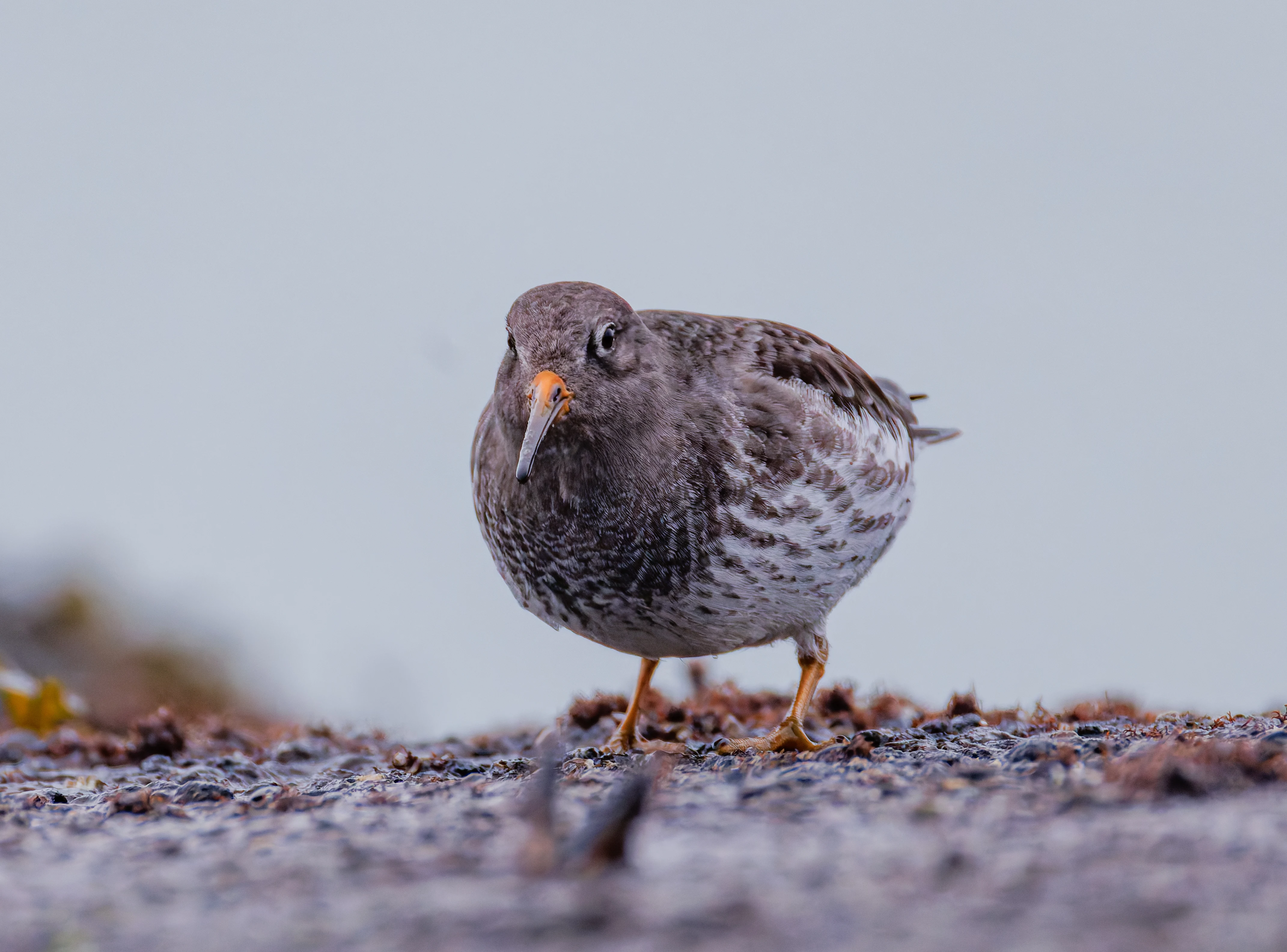 Purple Sandpiper, Zeeland, Netherlands — photo by Orlando Prugel-Bennett