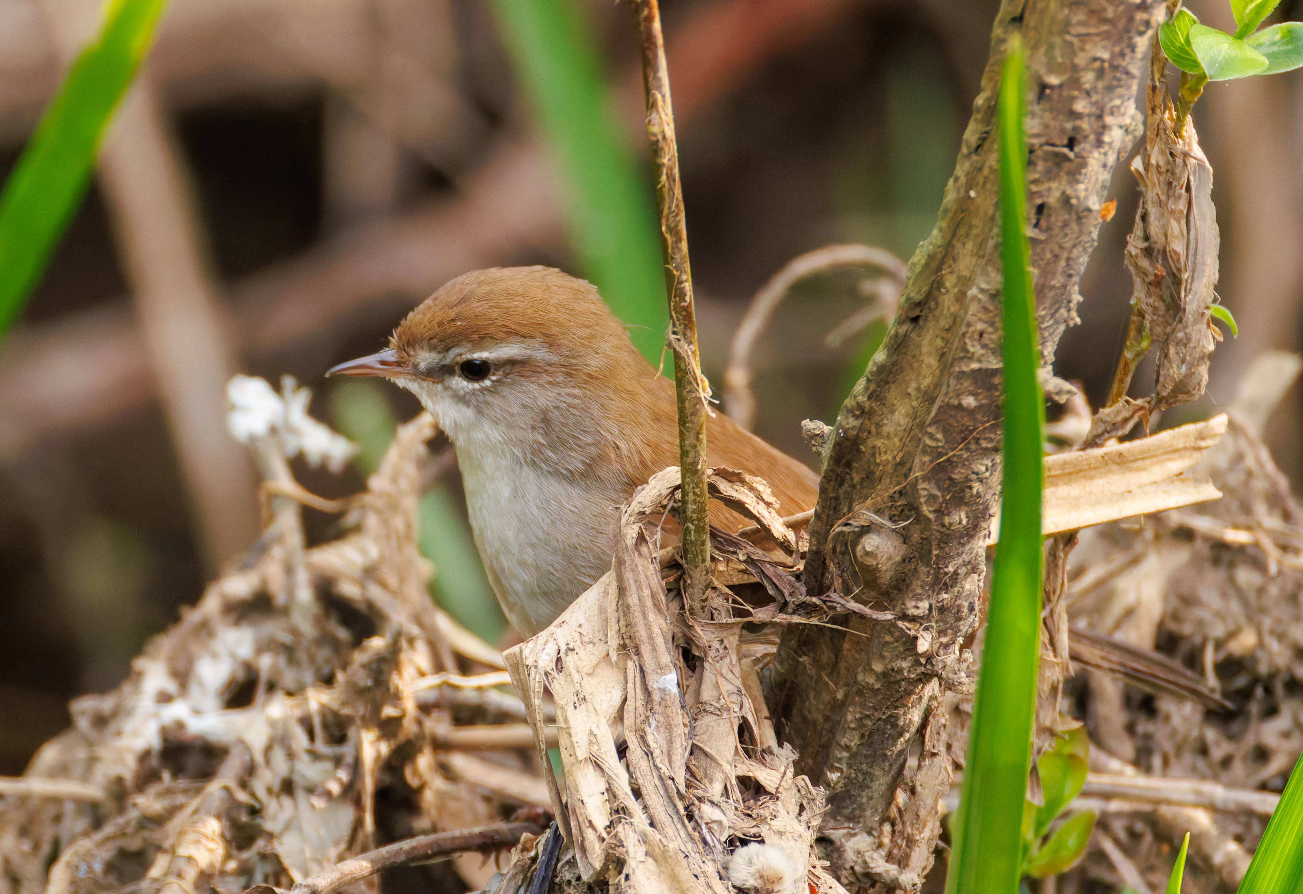 Cetti's Warbler, Fishlake Meadows, Romsey, Hampshire, UK — photo by Orlando Prugel-Bennett