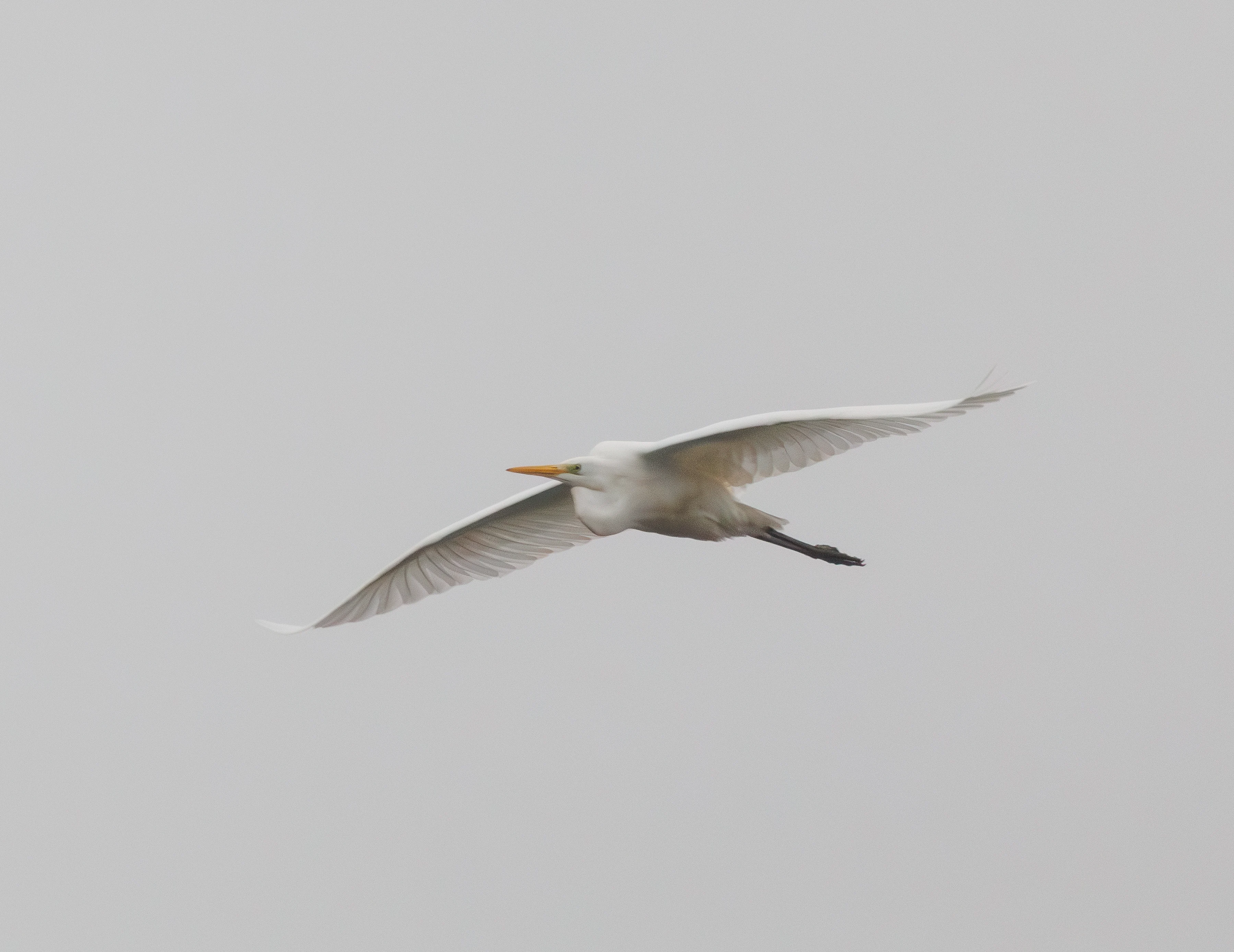 Great Egret, Leighton Moss, UK — photo by Orlando Prugel-Bennett