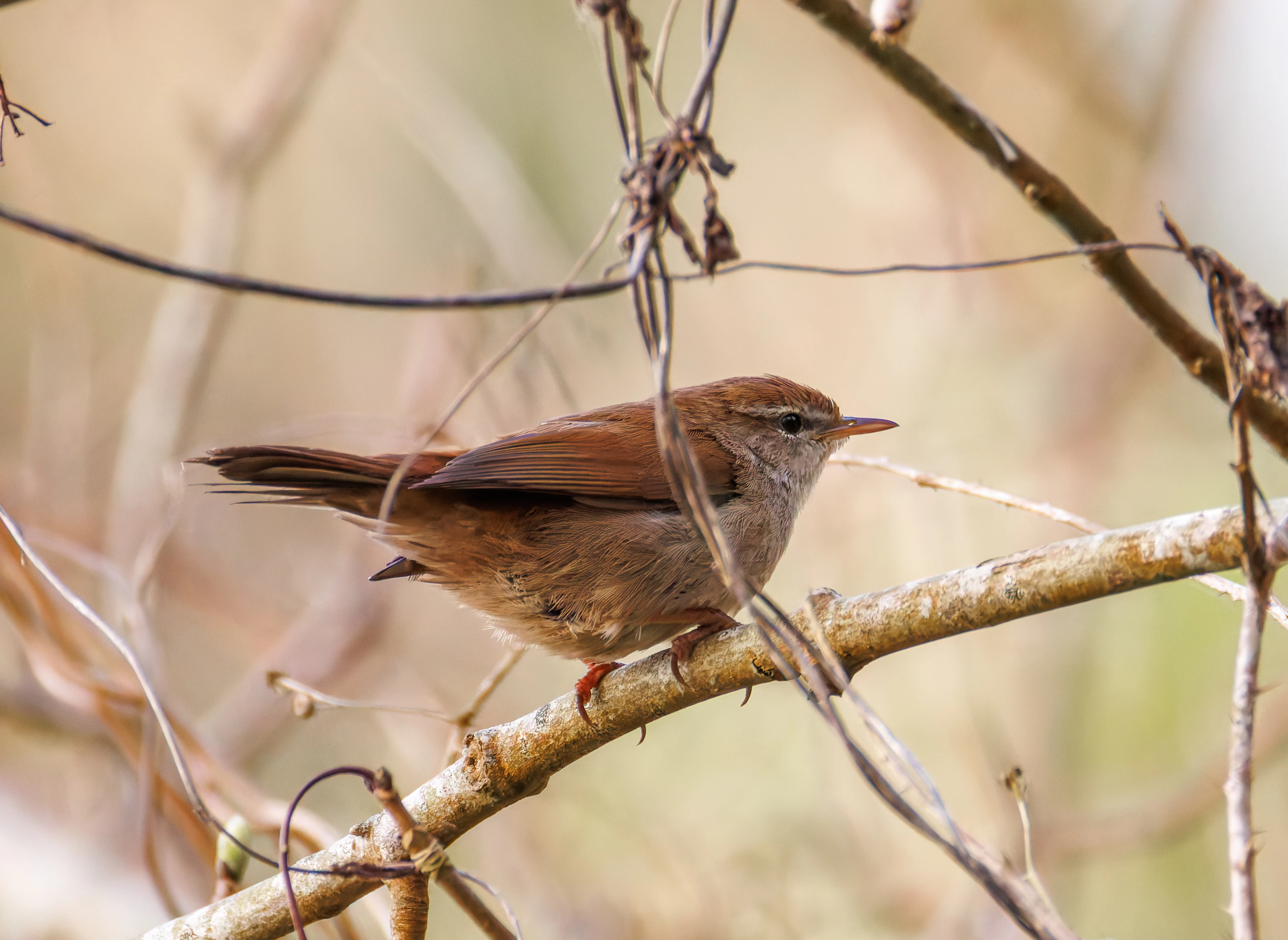Cetti's Warbler, Fishlake Meadows, Romsey, Hampshire, UK — photo by Orlando Prugel-Bennett