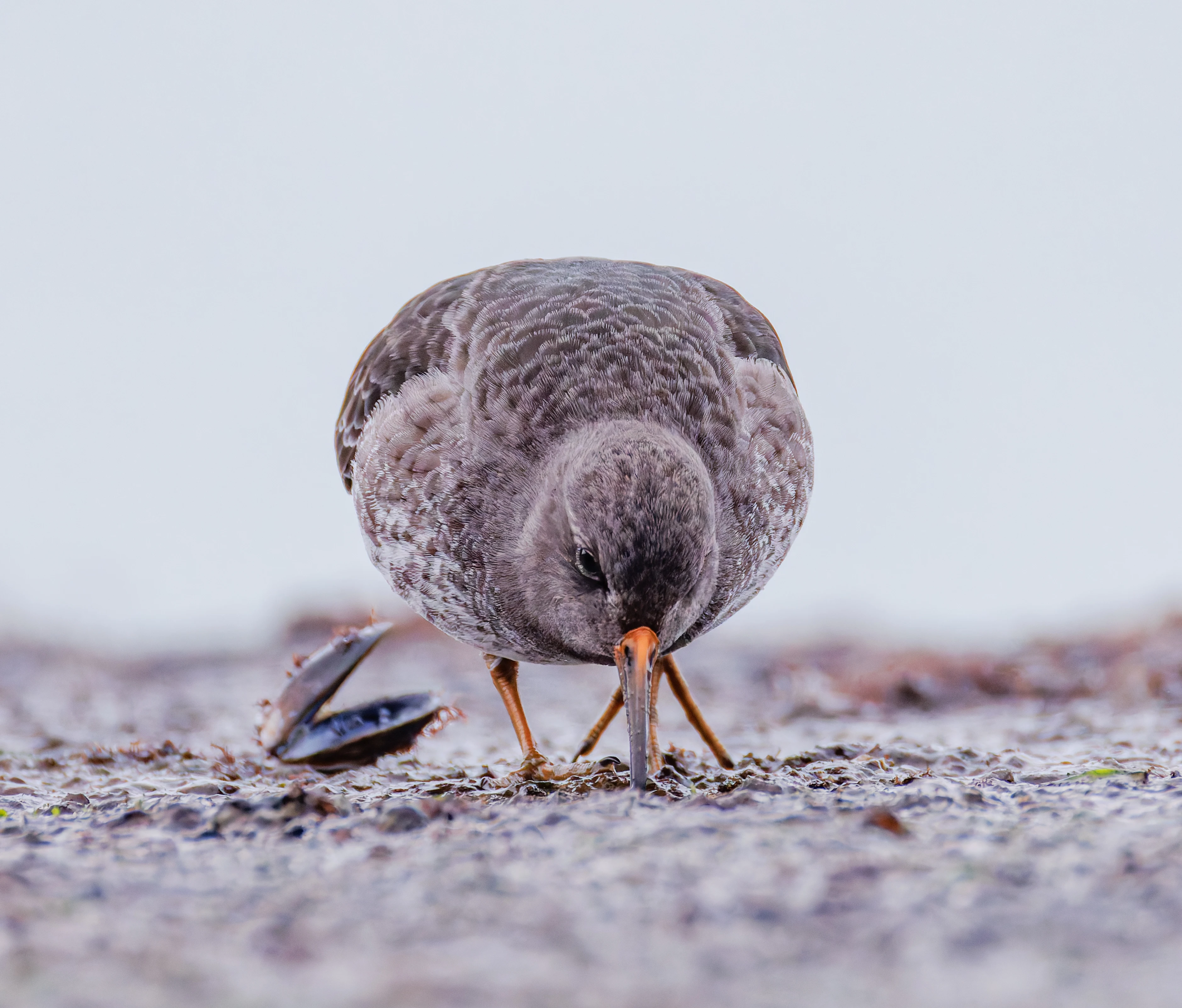 Purple Sandpiper, Zeeland, Netherlands — photo by Orlando Prugel-Bennett