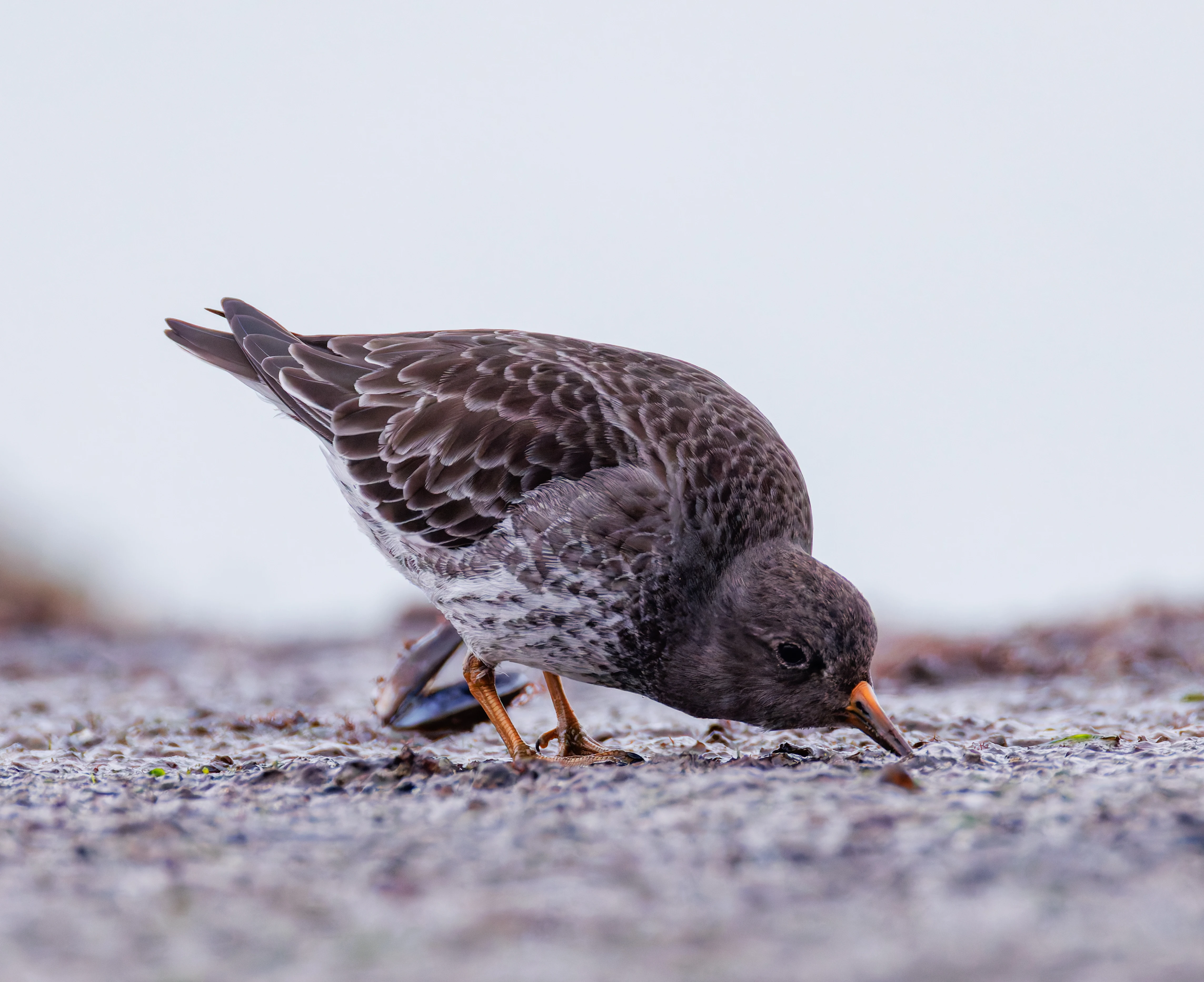 Purple Sandpiper, Zeeland, Netherlands — photo by Orlando Prugel-Bennett