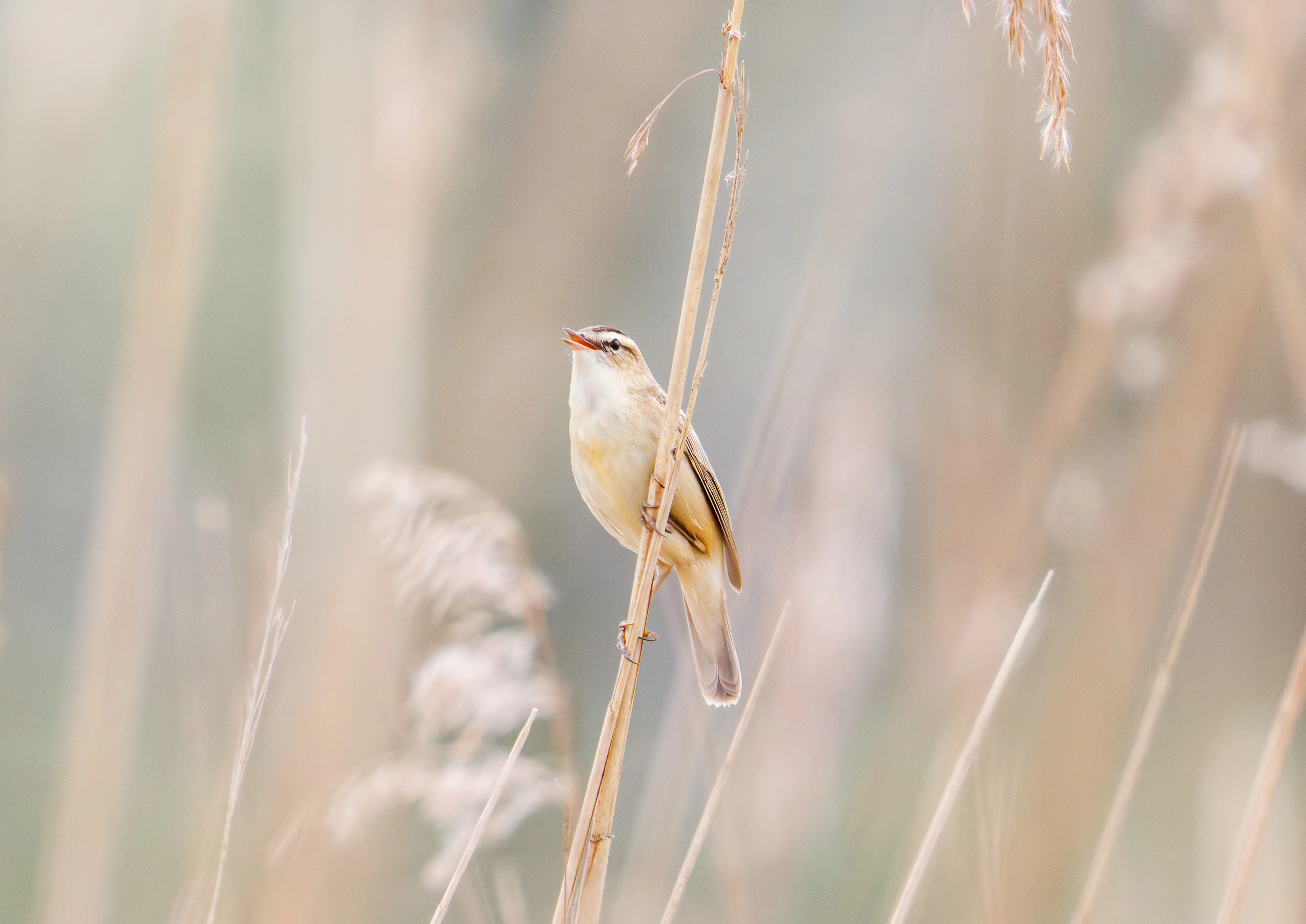 Sedge Warbler, Fishlake Meadows, Romsey, Hampshire, UK — photo by Orlando Prugel-Bennett