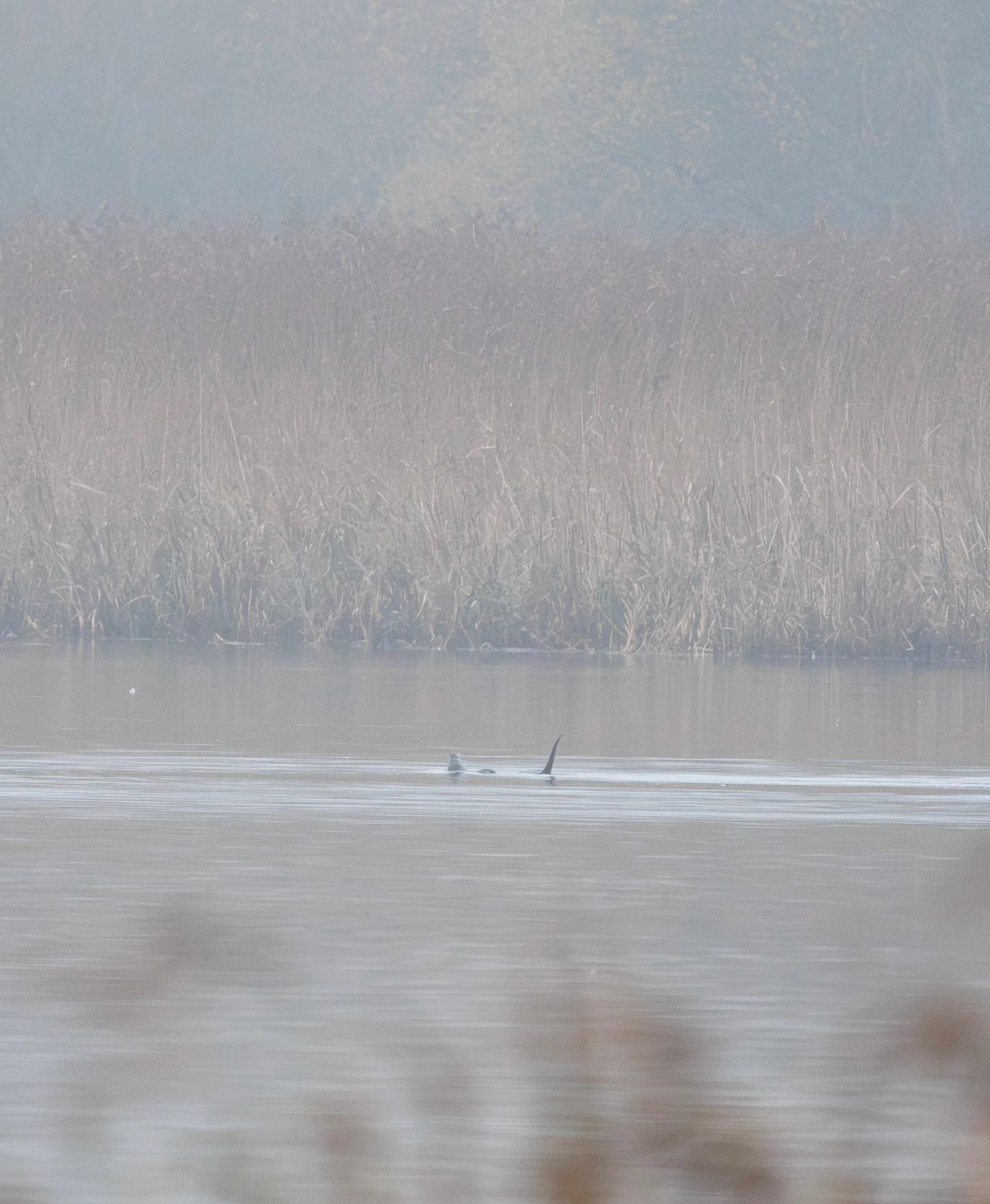 Otter, Leighton Moss, UK — photo by Orlando Prugel-Bennett