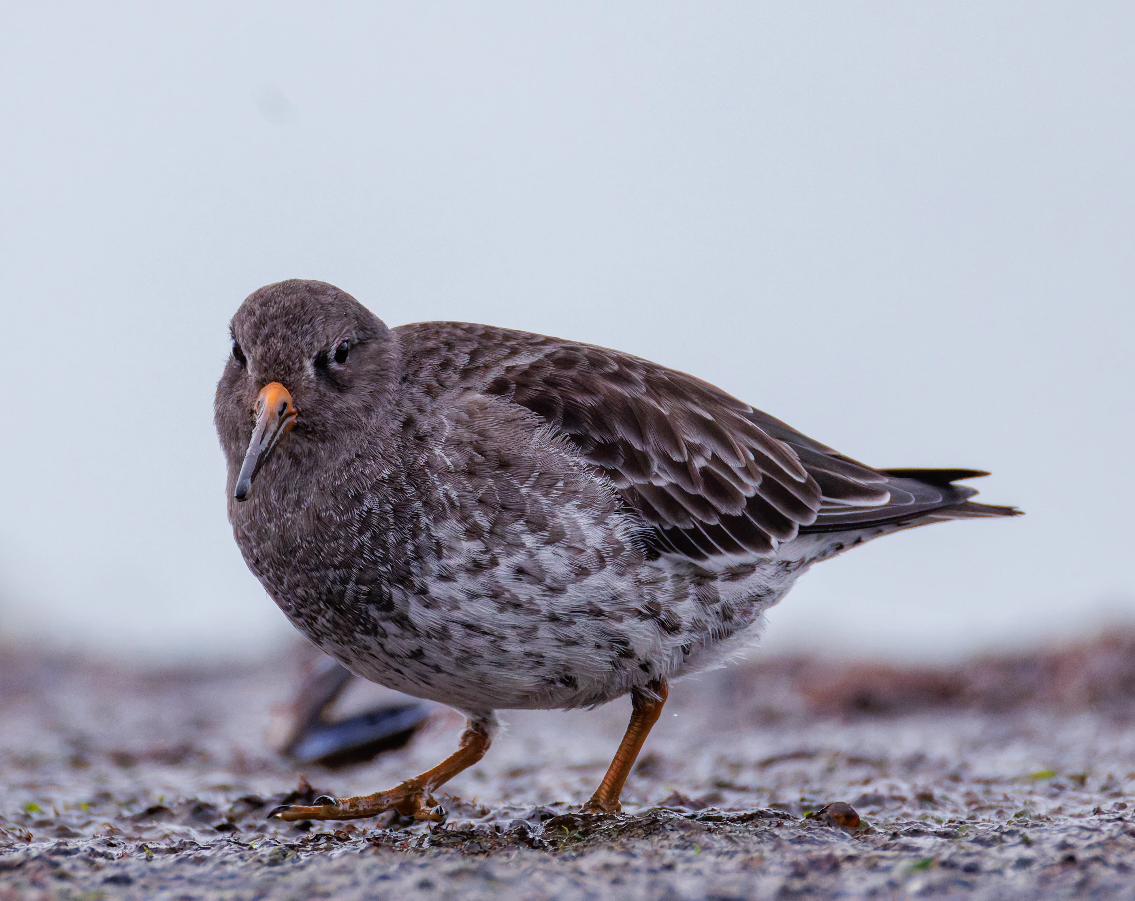 Purple Sandpiper, Zeeland, Netherlands — photo by Orlando Prugel-Bennett