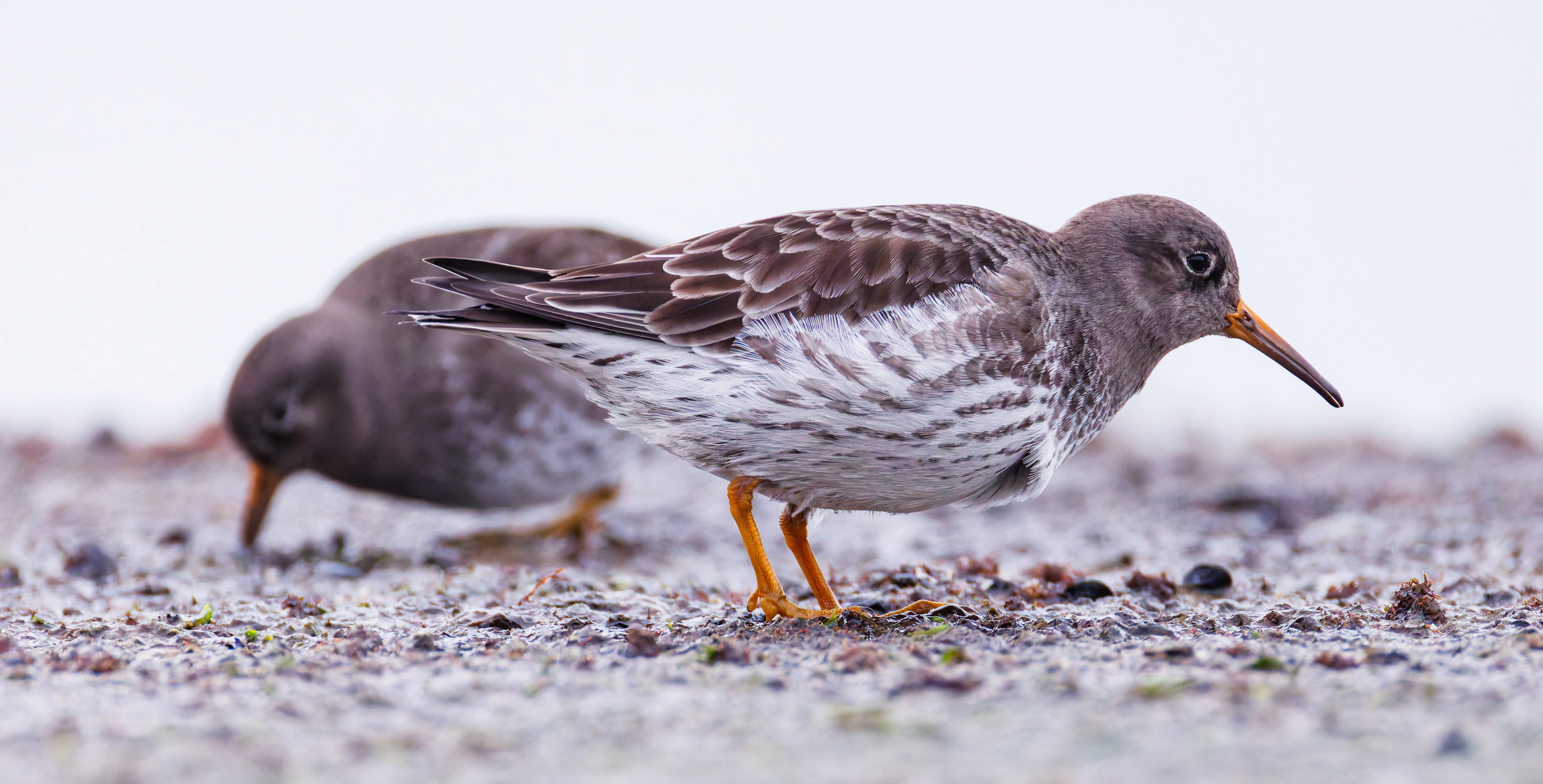 Purple Sandpiper, Zeeland, Netherlands — photo by Orlando Prugel-Bennett