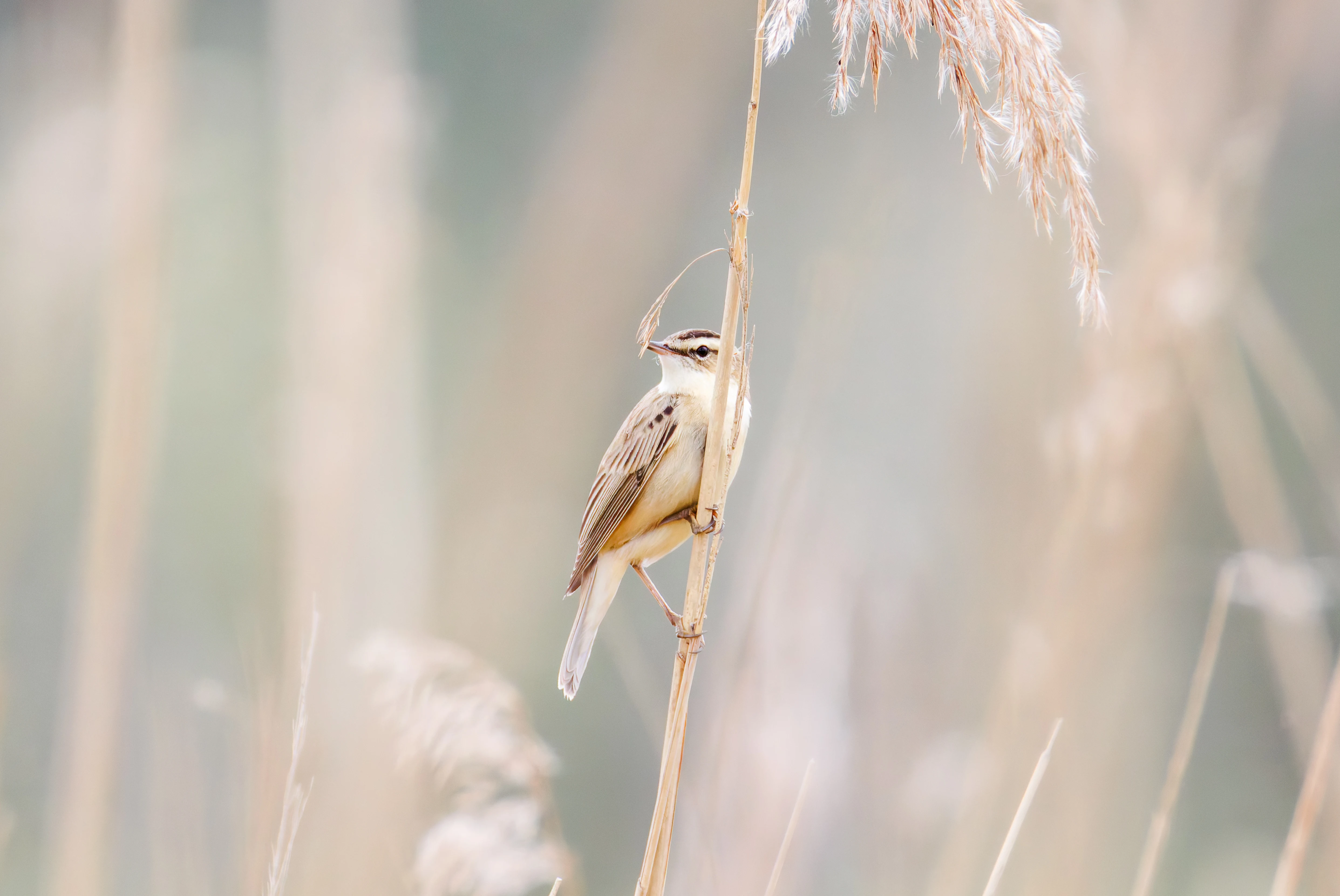Sedge Warbler, Fishlake Meadows, Romsey, Hampshire, UK — photo by Orlando Prugel-Bennett