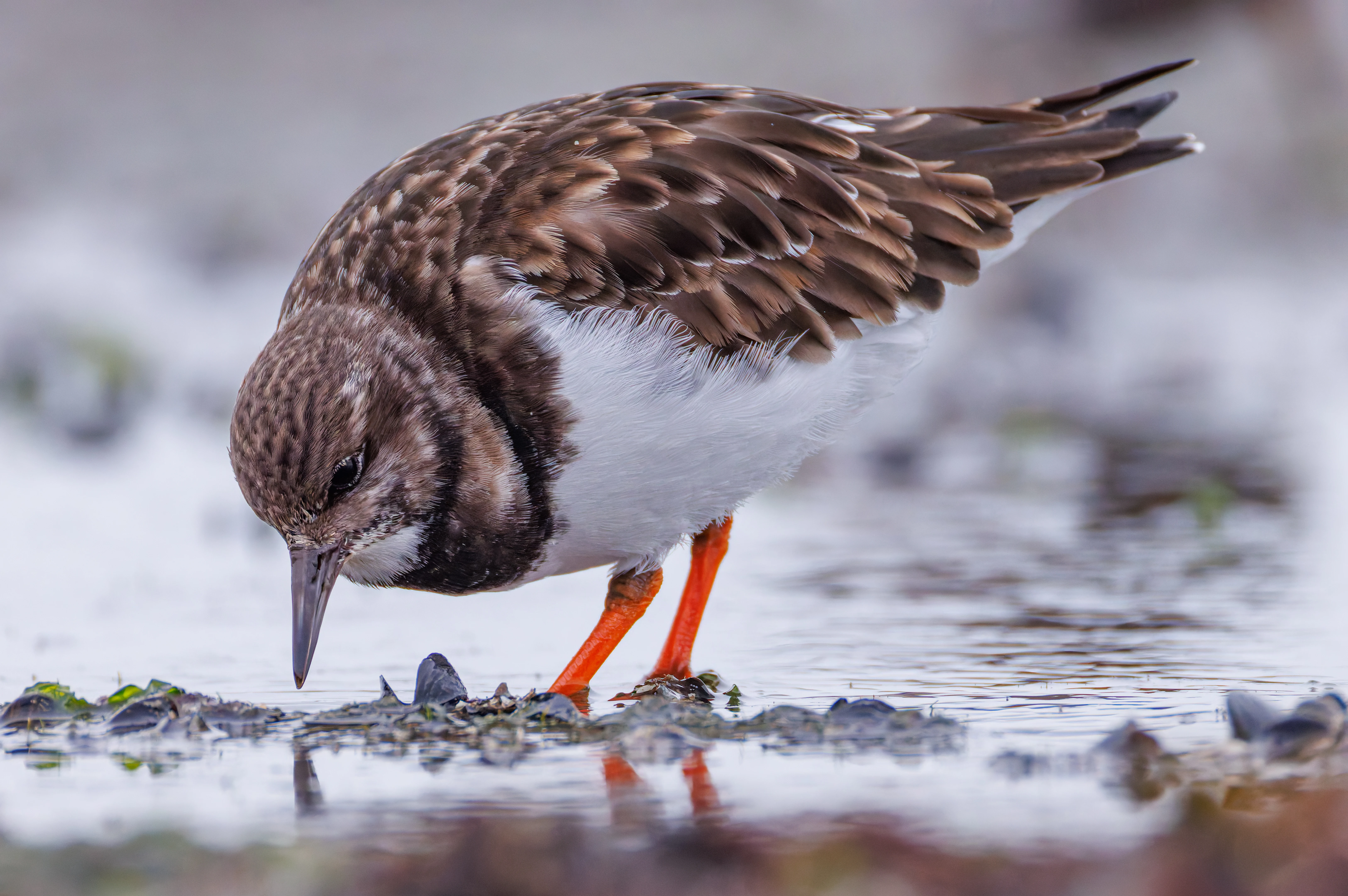 Ruddy Turnstone, Zeeland, Netherlands — photo by Orlando Prugel-Bennett