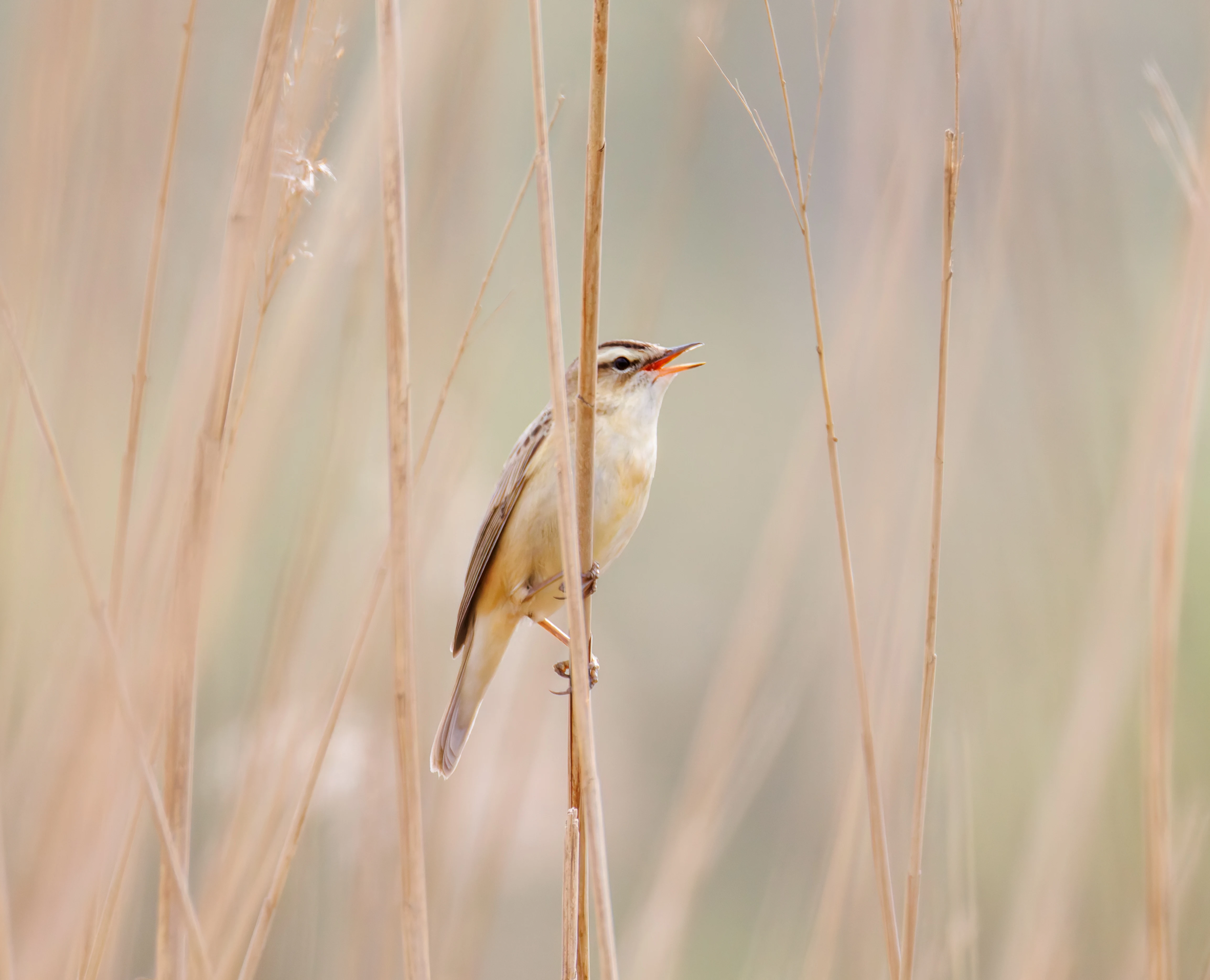 Sedge Warbler, Fishlake Meadows, Romsey, Hampshire, UK — photo by Orlando Prugel-Bennett