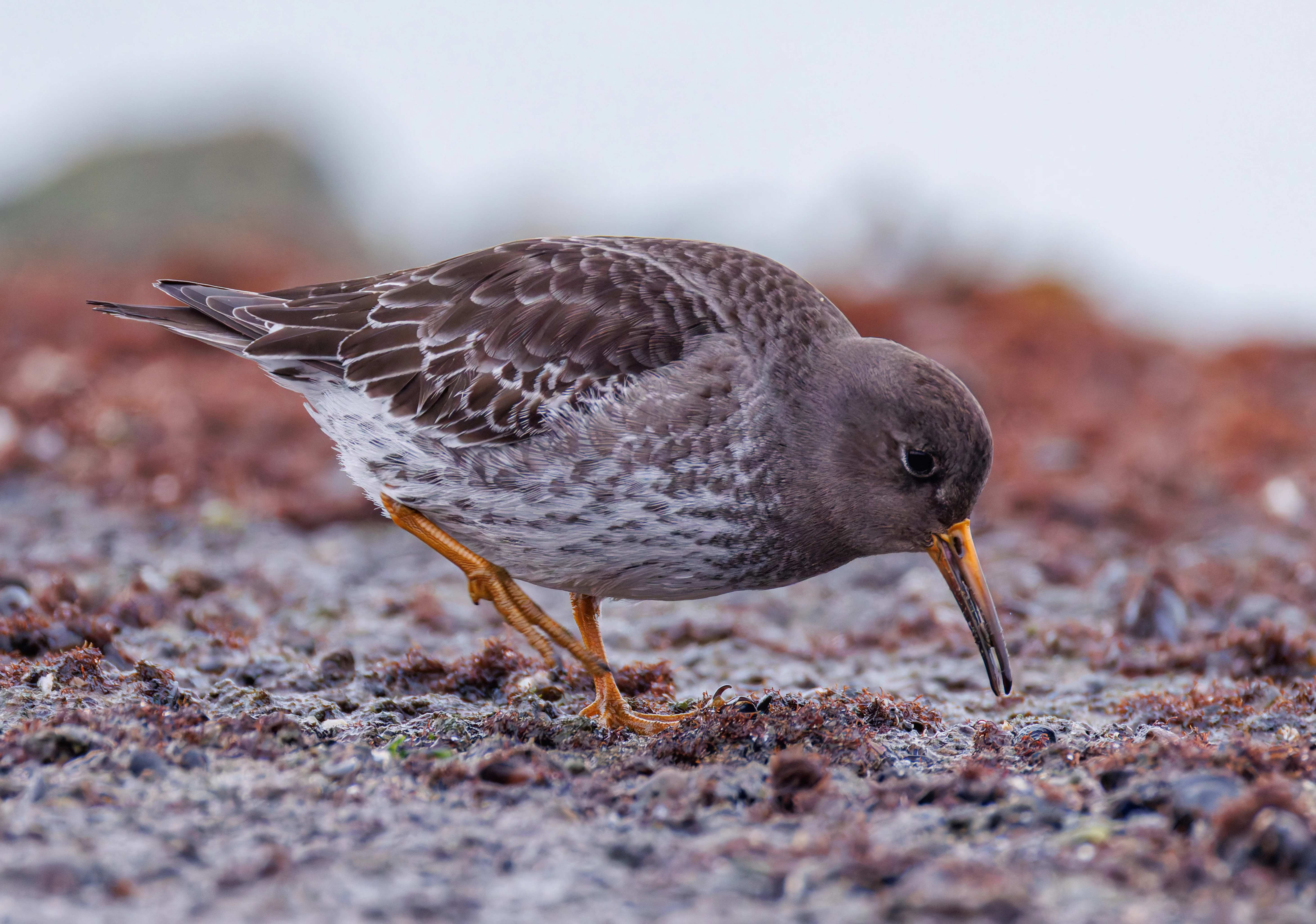 Purple Sandpiper, Zeeland, Netherlands — photo by Orlando Prugel-Bennett